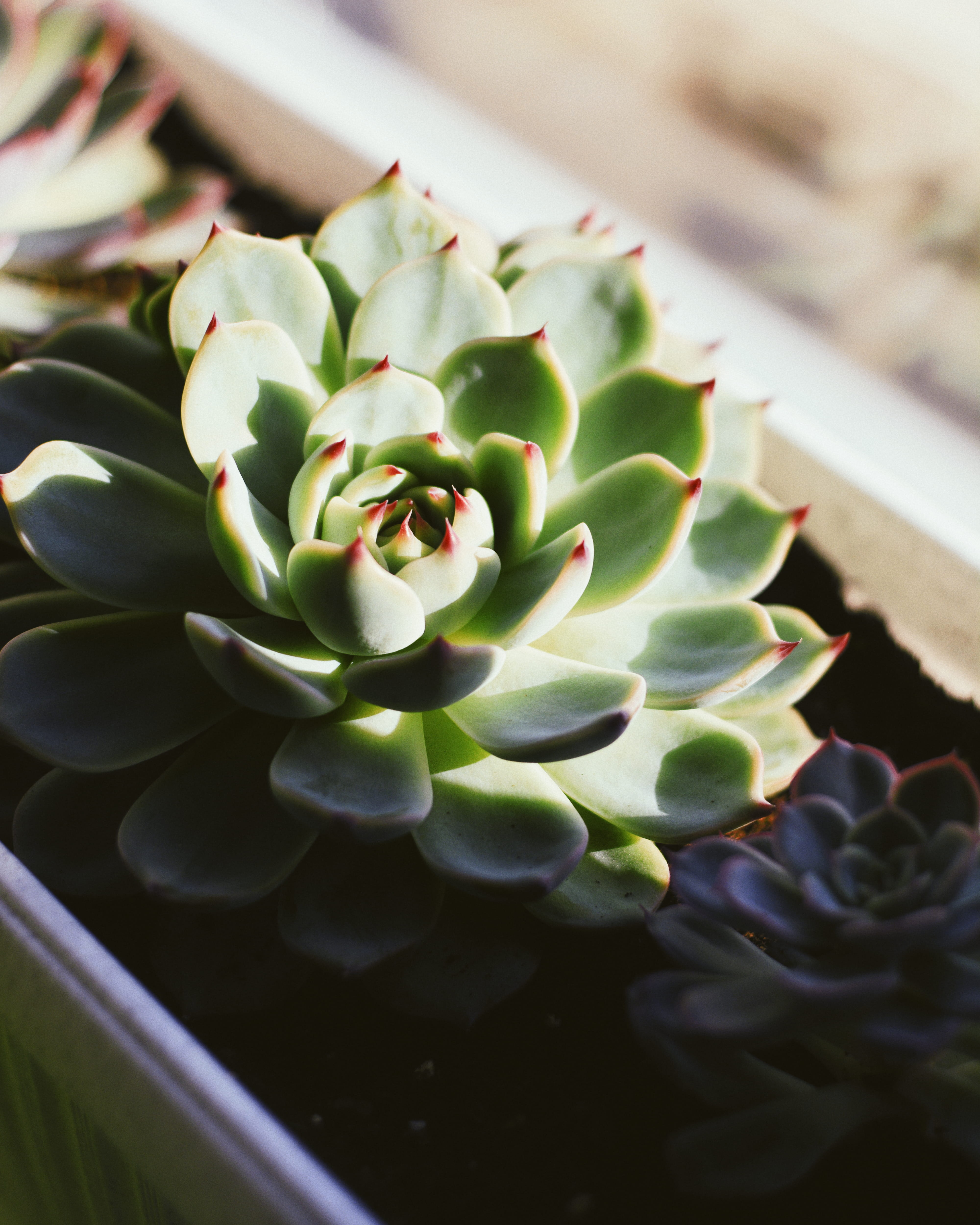 floating on water, focus on foreground, close-up, succulent, plant part, beauty in nature, plant, succulent plant, nature, flora, botanical, Phone HD Wallpaper
