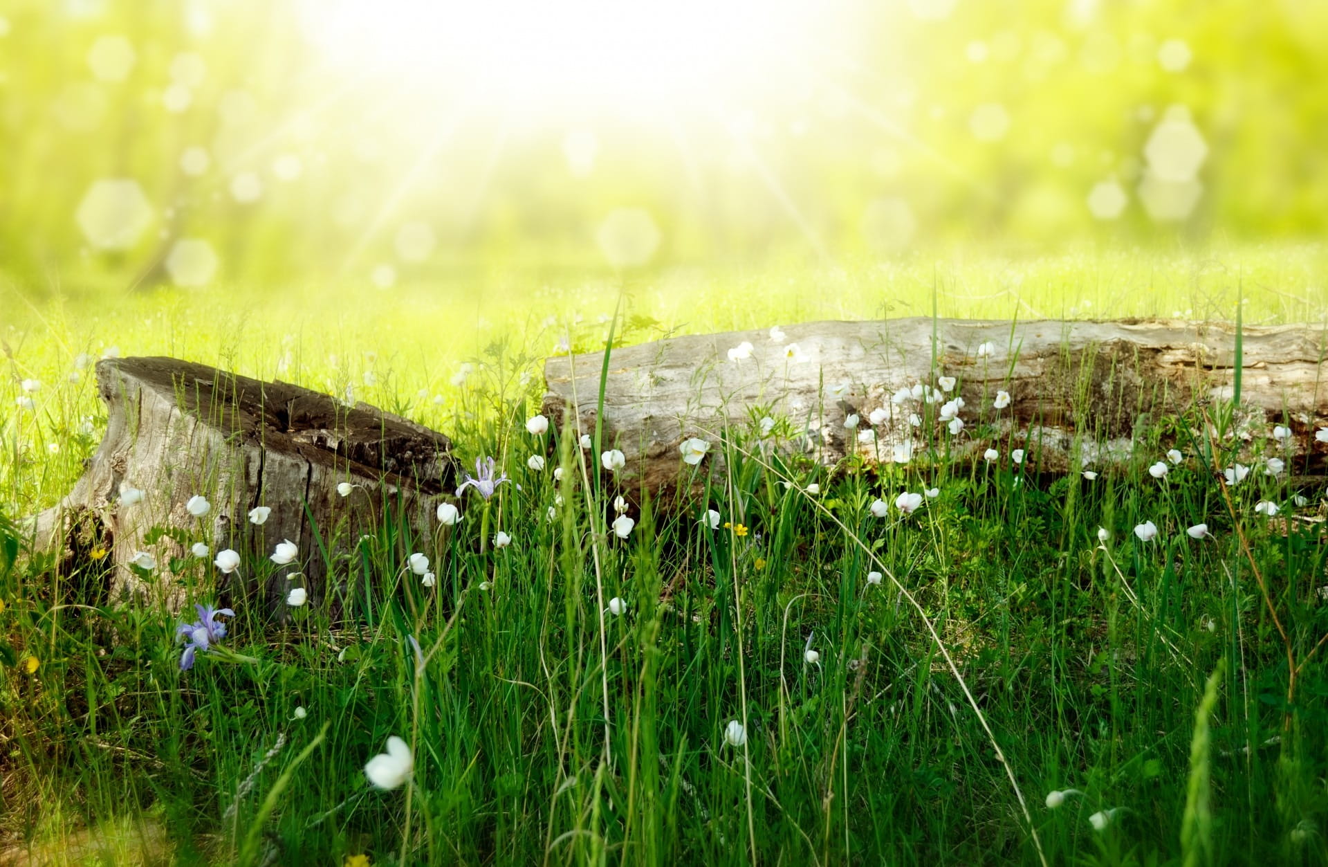 green, field, pastel, farm, flower, growth, environment, beauty in nature, green color, grow, freshness, beautiful, shine, flora, sunny, sunlight, outdoors, HD Wallpaper