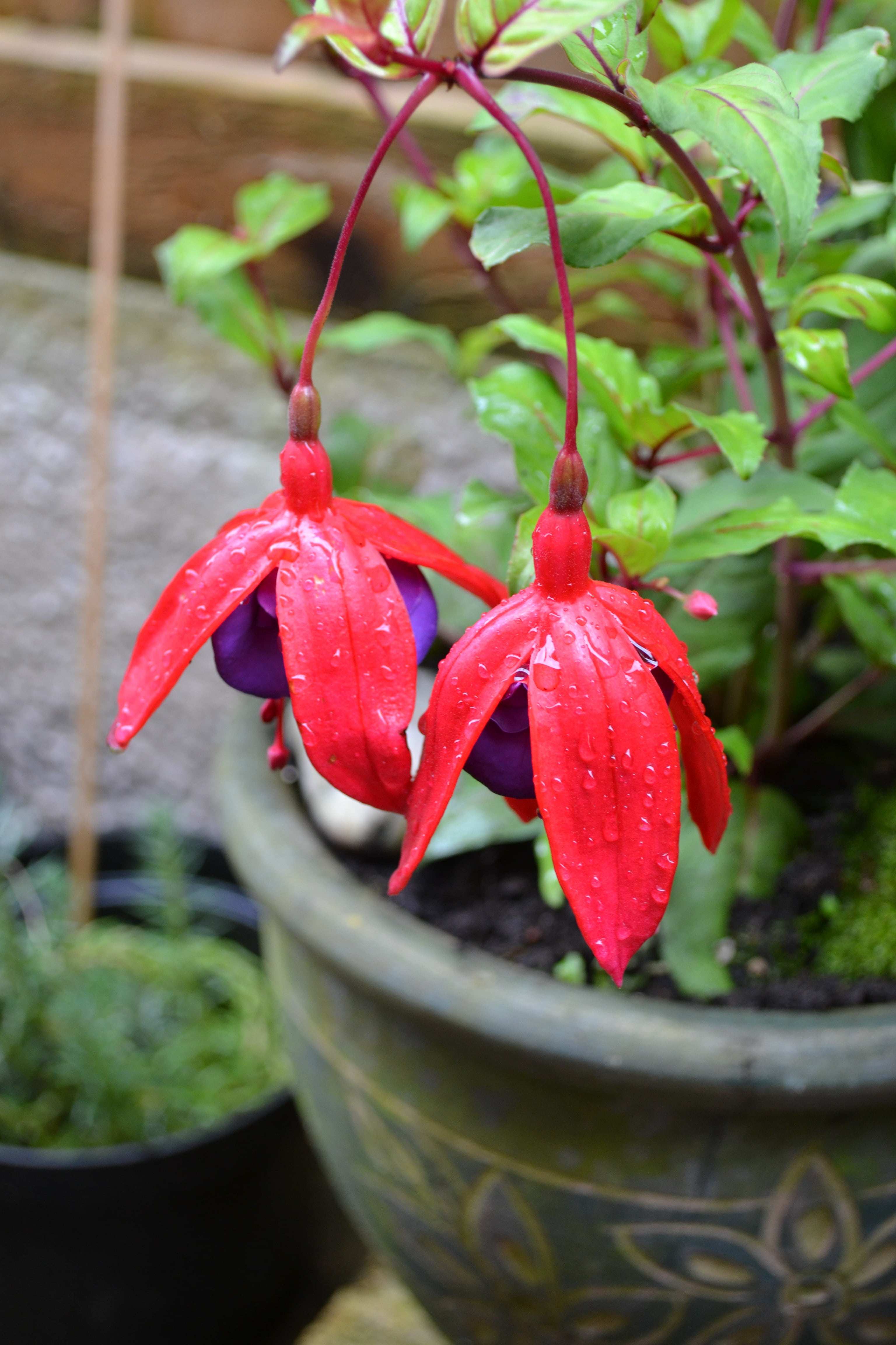 plant stem, spice, red, petals, focus on foreground, outdoors, 4K, pepper, day, wet, growth, close-up, chili pepper, nature, green color, potted plant, Phone HD Wallpaper