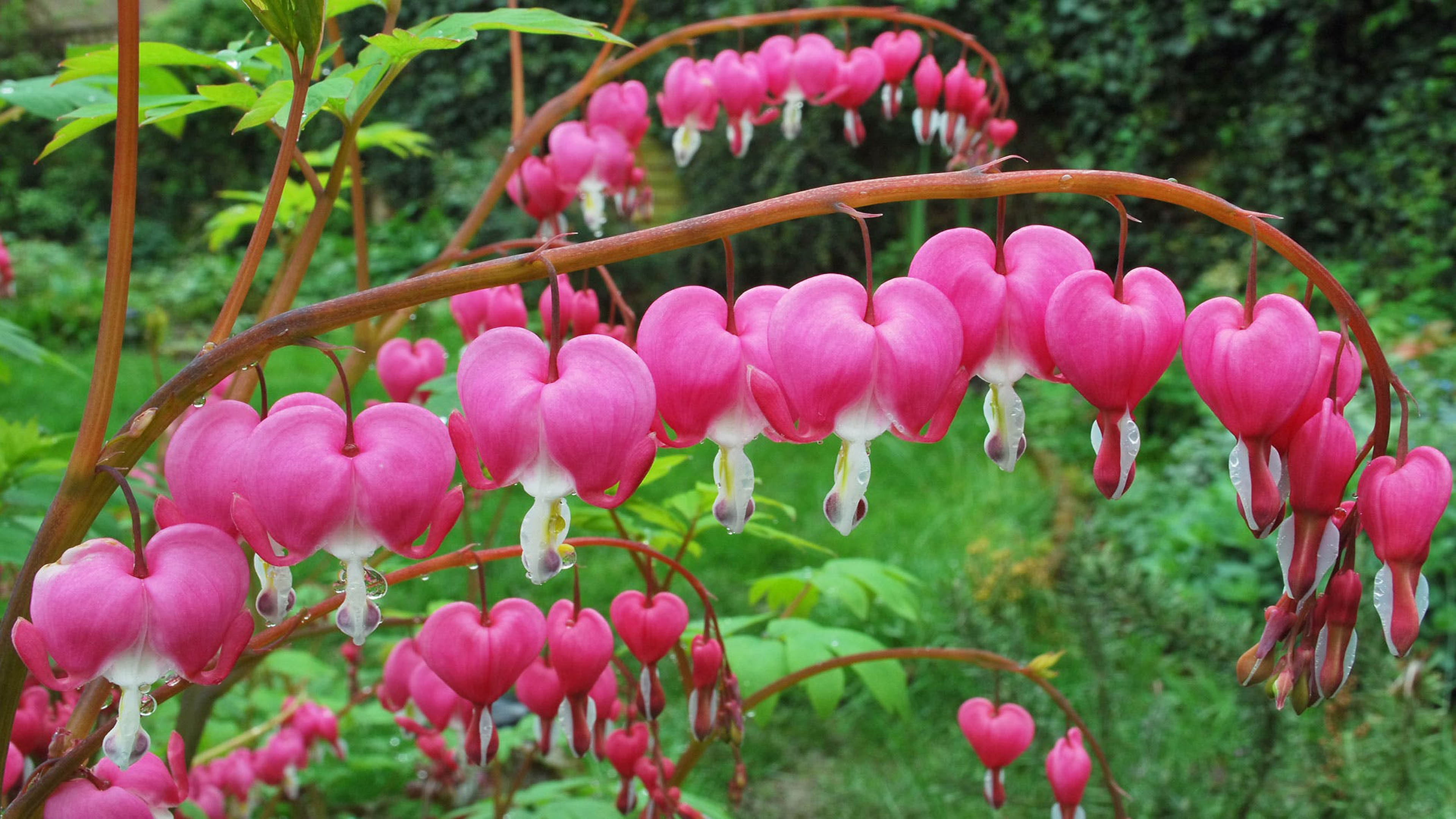 close-up, plants, food, nature, no people, heart, outdoors, day, pink color, north, bleeding, flower, flowering plant, plant, vulnerability, origin, 4K, HD Wallpaper