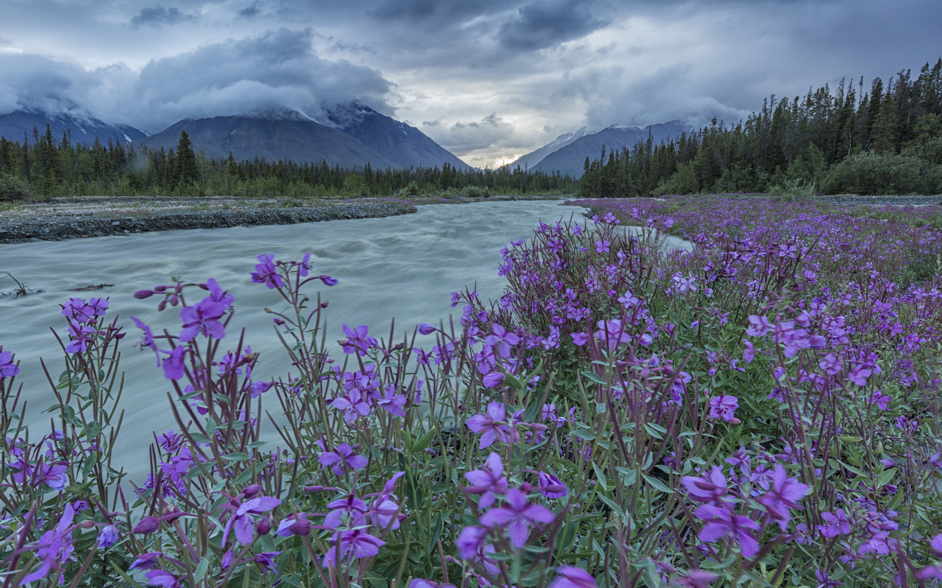 kluane, chamaenerion, desktop, yukon, north, canada, willow, hd, 4K, highway, quill, haines, along, america, national, park, creek, plants, HD Wallpaper