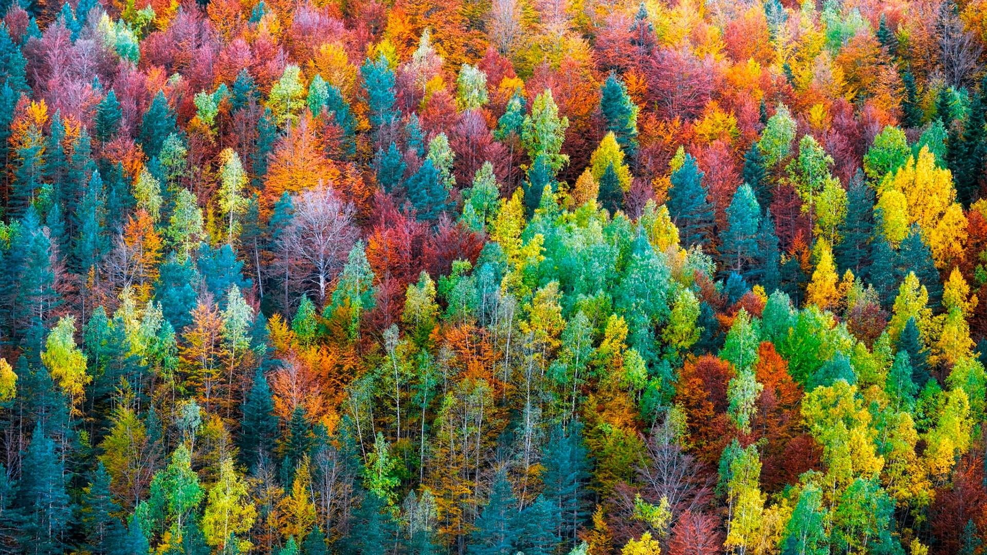 land, change, tranquility, forest, green color, pine tree, tranquil scene, tree, plant, beauty in nature, day, vegetation, coniferous tree, scenics - nature, HD Wallpaper