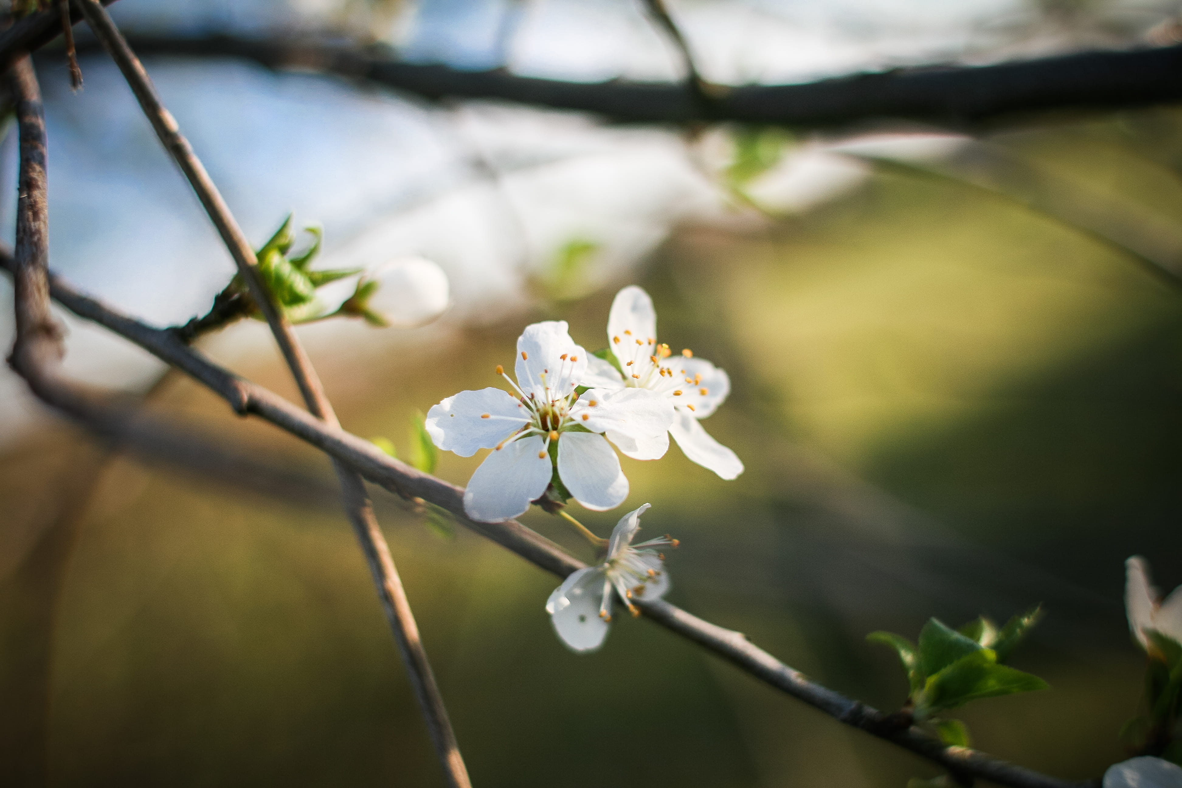 plant, white, growth, beauty In Nature, 4K, nature, macro, springtime, leaf, blossom, white color, Spring, inflorescence, flowering plant, season, branch, HD Wallpaper