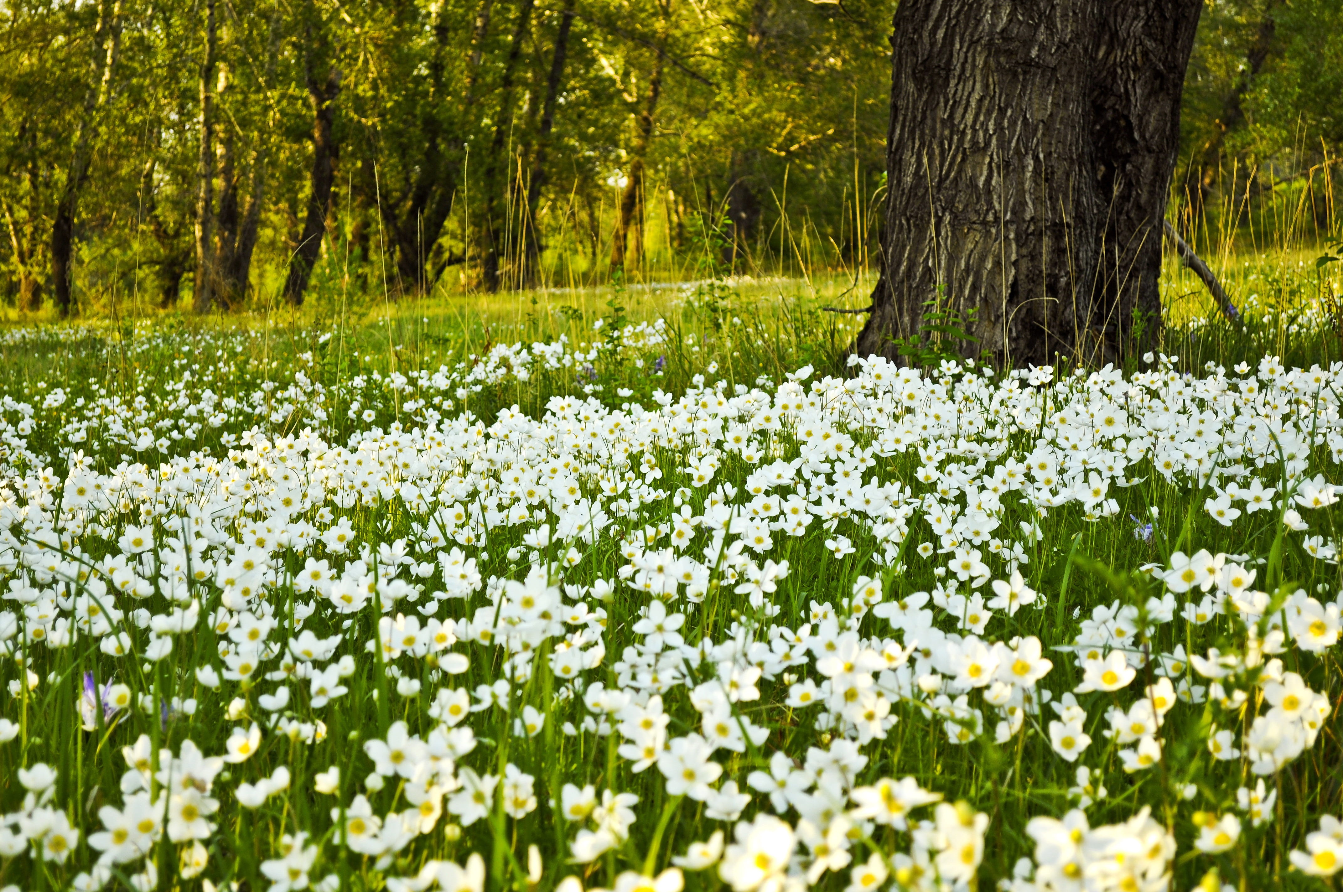 woods, black, forest, woodland, tree trunk, flowering plant, flowerbed, flowers, blooms, wild, no people, white, fields, freshness, green color, blooming, HD Wallpaper