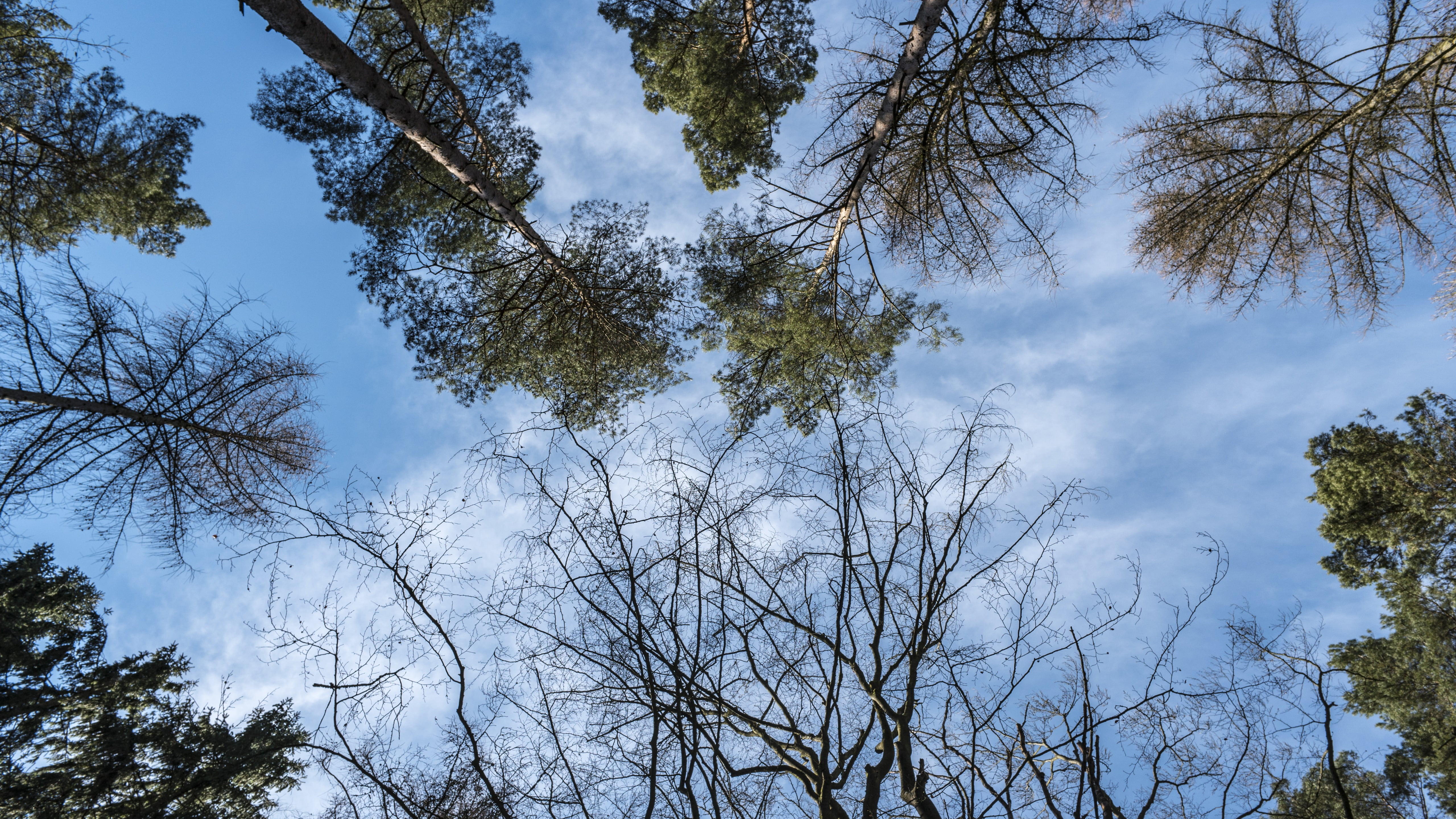sky, plant, low angle view, tree trunk, trunk, scenics - nature, tree canopy, woody plant, outdoors, cloud - sky, beauty in nature, tranquility, growth, HD Wallpaper