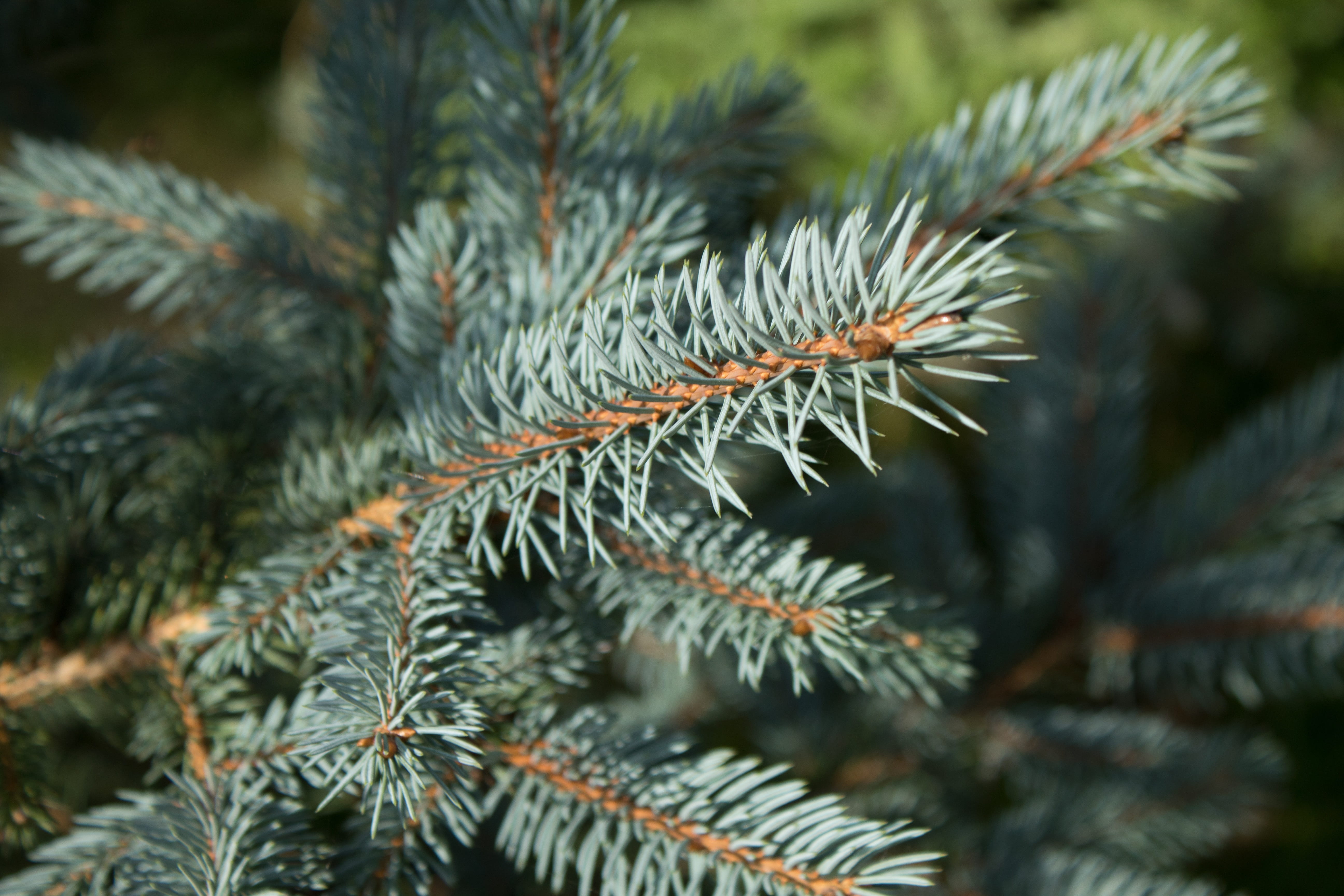 decoration, spruce, pinaceae, fir, nature, 5K, forest, wooden, day, botanical, conifer, botany, branches, xmas, green color, christmas tree, holiday, evergreen, HD Wallpaper