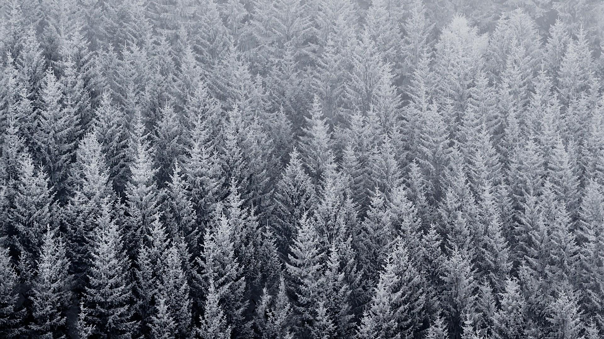 day, pine woodland, winter, growth, spruce, freezing, frost, fir, pine forest, snowing, nature, full frame, frozen, no people, forest, non-urban scene, HD Wallpaper