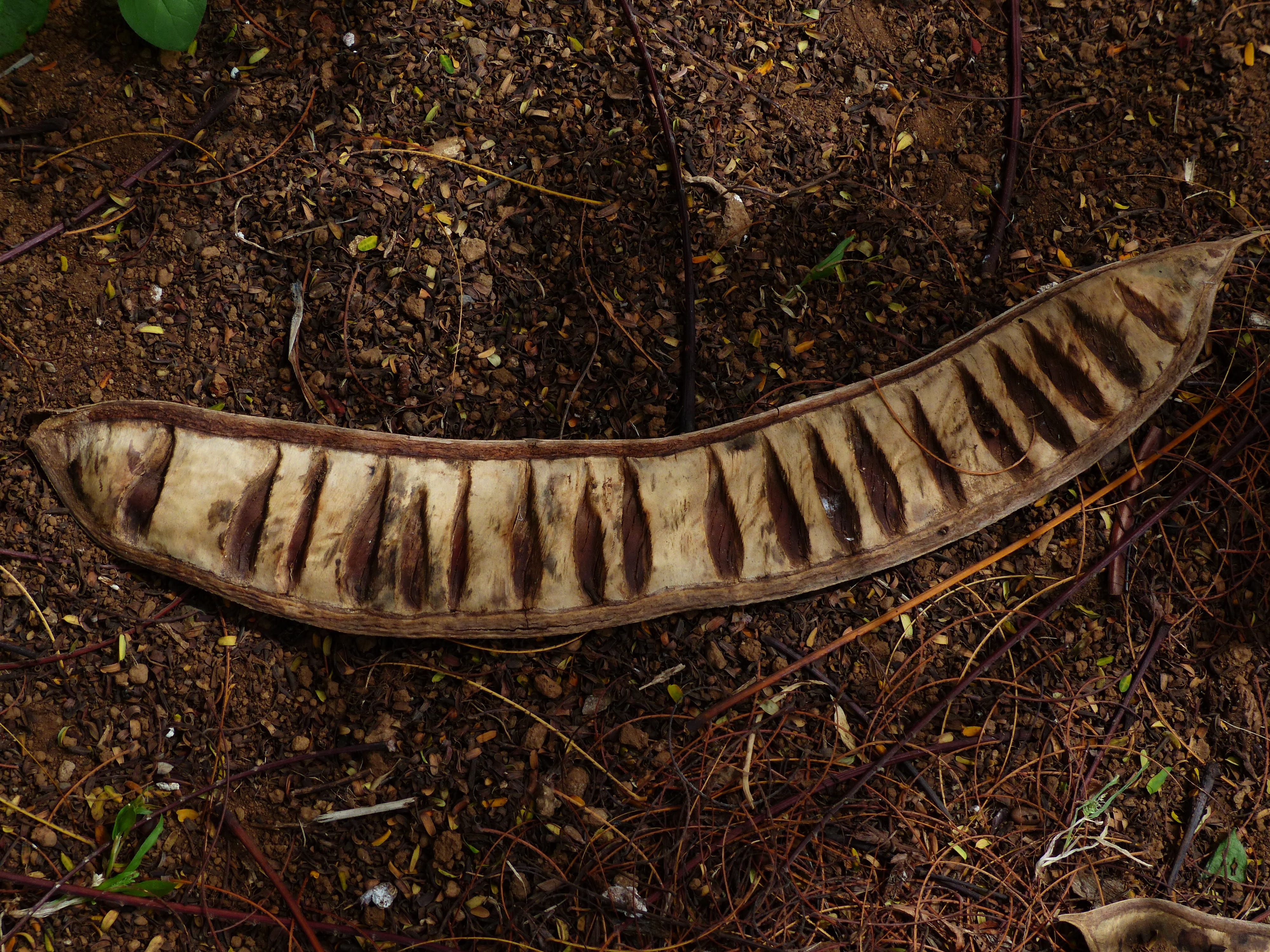 falling, one animal, close-up, animal themes, delonix regia, fabaceae, animal, caesalpinioideae, woody, land, Seeds, wheel, Open, plant, Chambers, forest, HD Wallpaper