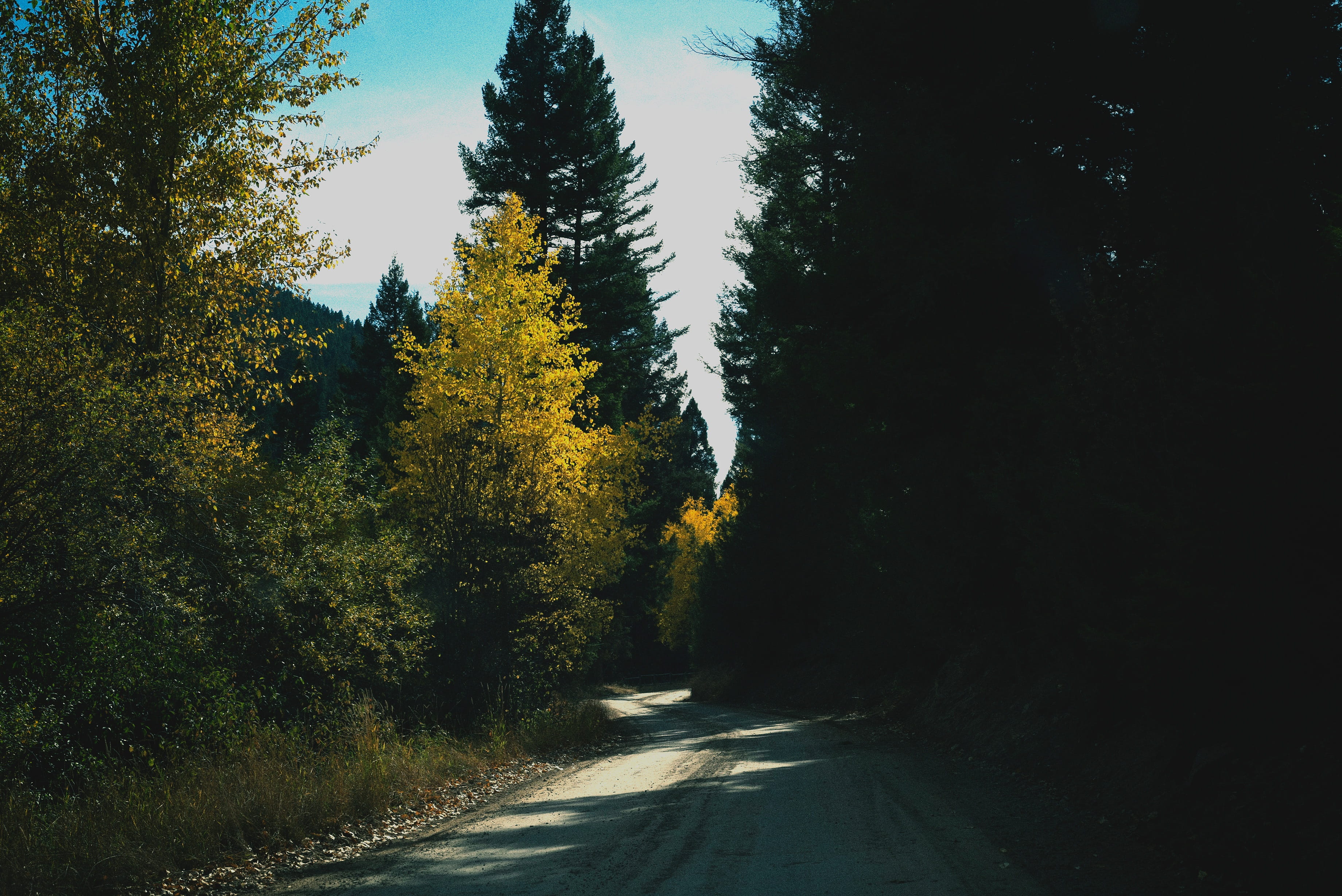 growth, light, nature, outdoor, mountain, road, outdoors, tranquility, the way forward, woody plant, forest, direction, morning, infrastructure, no people, HD Wallpaper