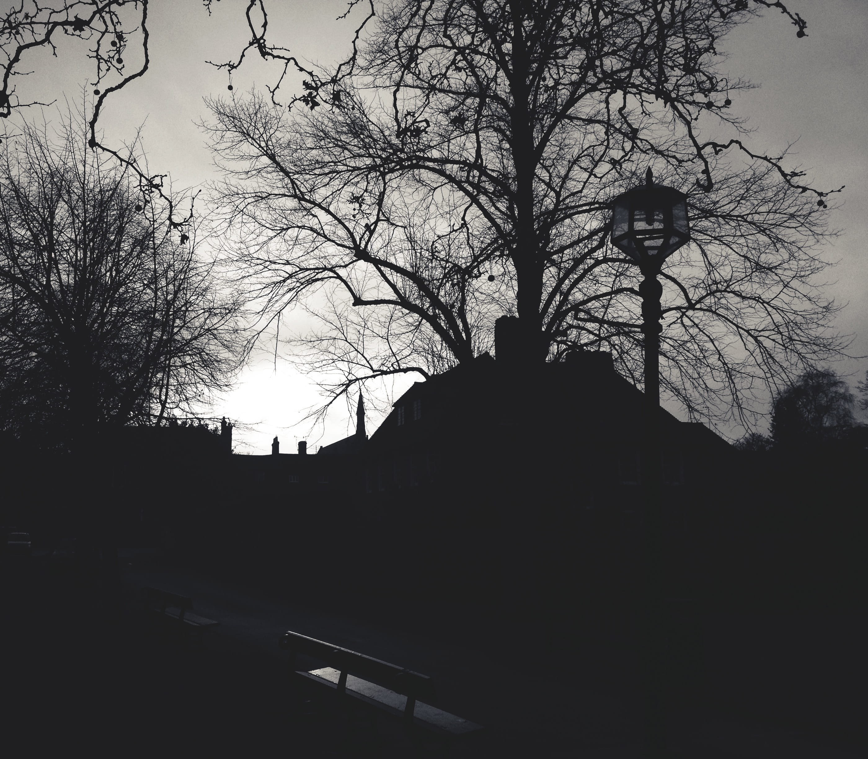 silhouette, dark, no people, building, branch, winter, season, tree, white, 2K, light, monochrome, black, mist, nature, fog, monochrome photography, dawn, HD Wallpaper