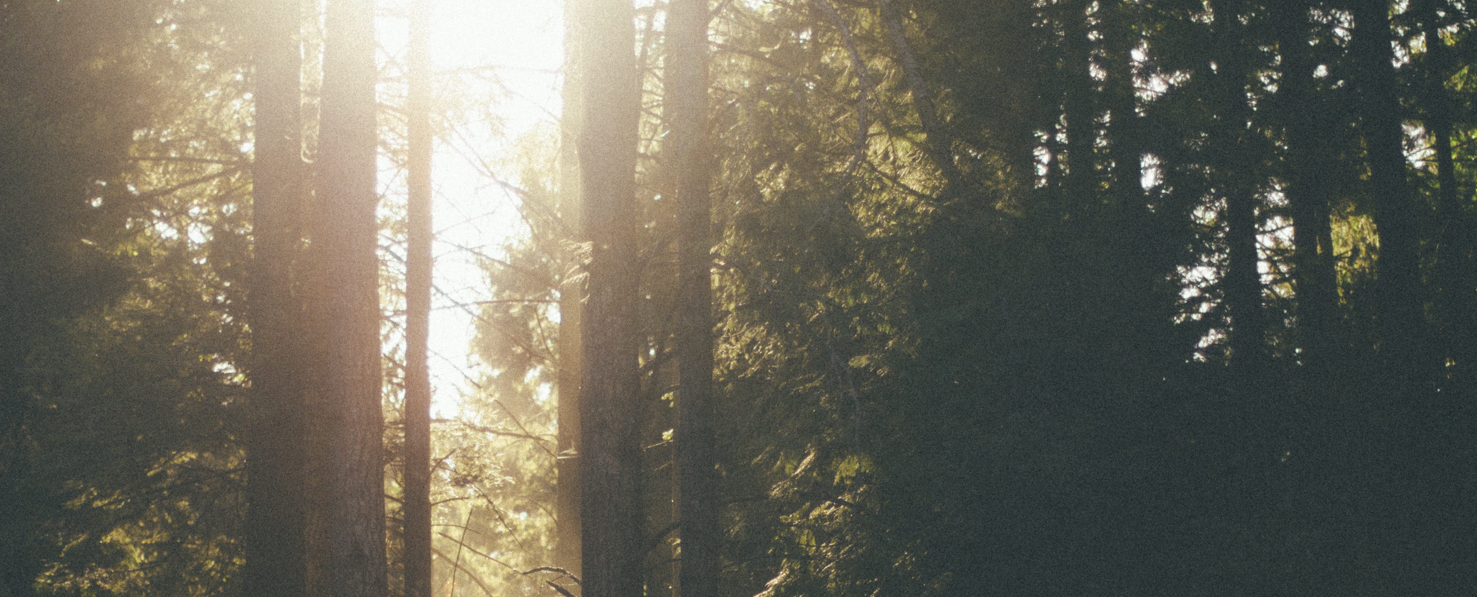 branch, nature, streaming, outdoors, natural environment, lens flare, coniferous tree, autumn, forest, morning, atmospheric phenomenon, plant, scenics - nature, HD Wallpaper