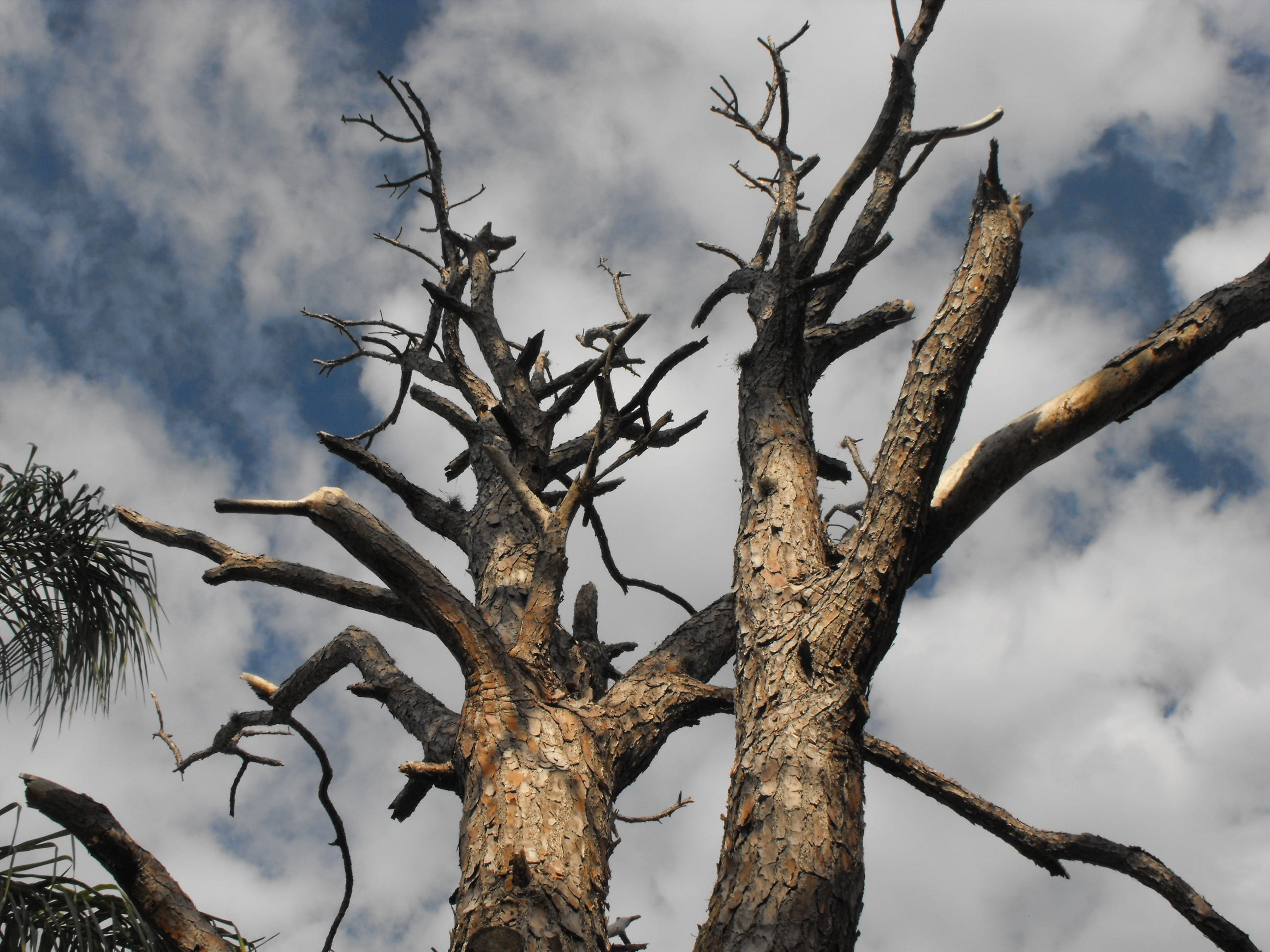 low angle view, nature, tranquility, wooden, plant, tree, plants, 2K, cloudy, day, dead plant, growth, gardens, dried, no people, cloud - sky, bright, HD Wallpaper