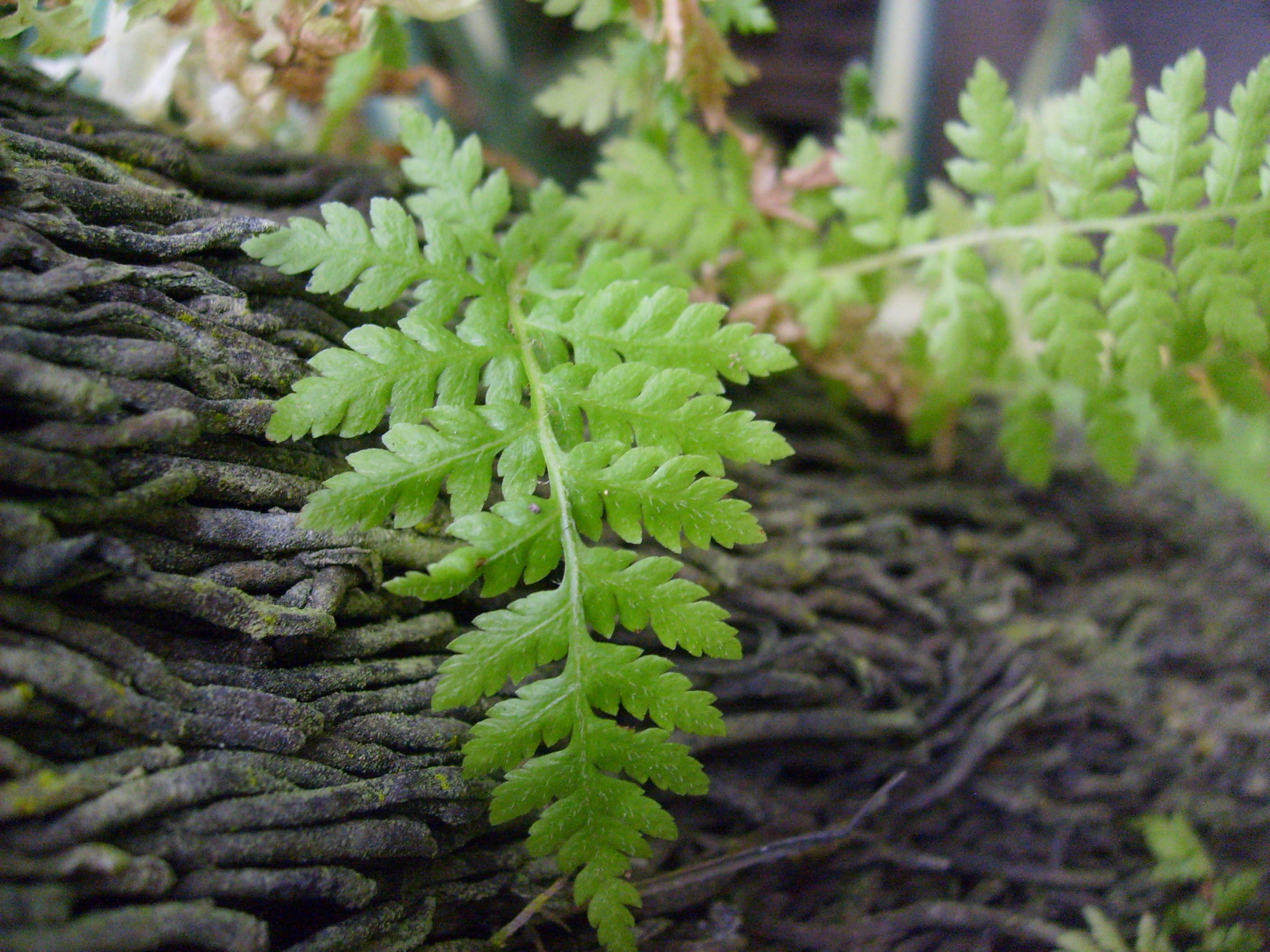stems, succulent plant, natural pattern, outdoors, foliage, food and drink, day, plant part, Trees, tree, focus on foreground, greens, selective focus, HD Wallpaper