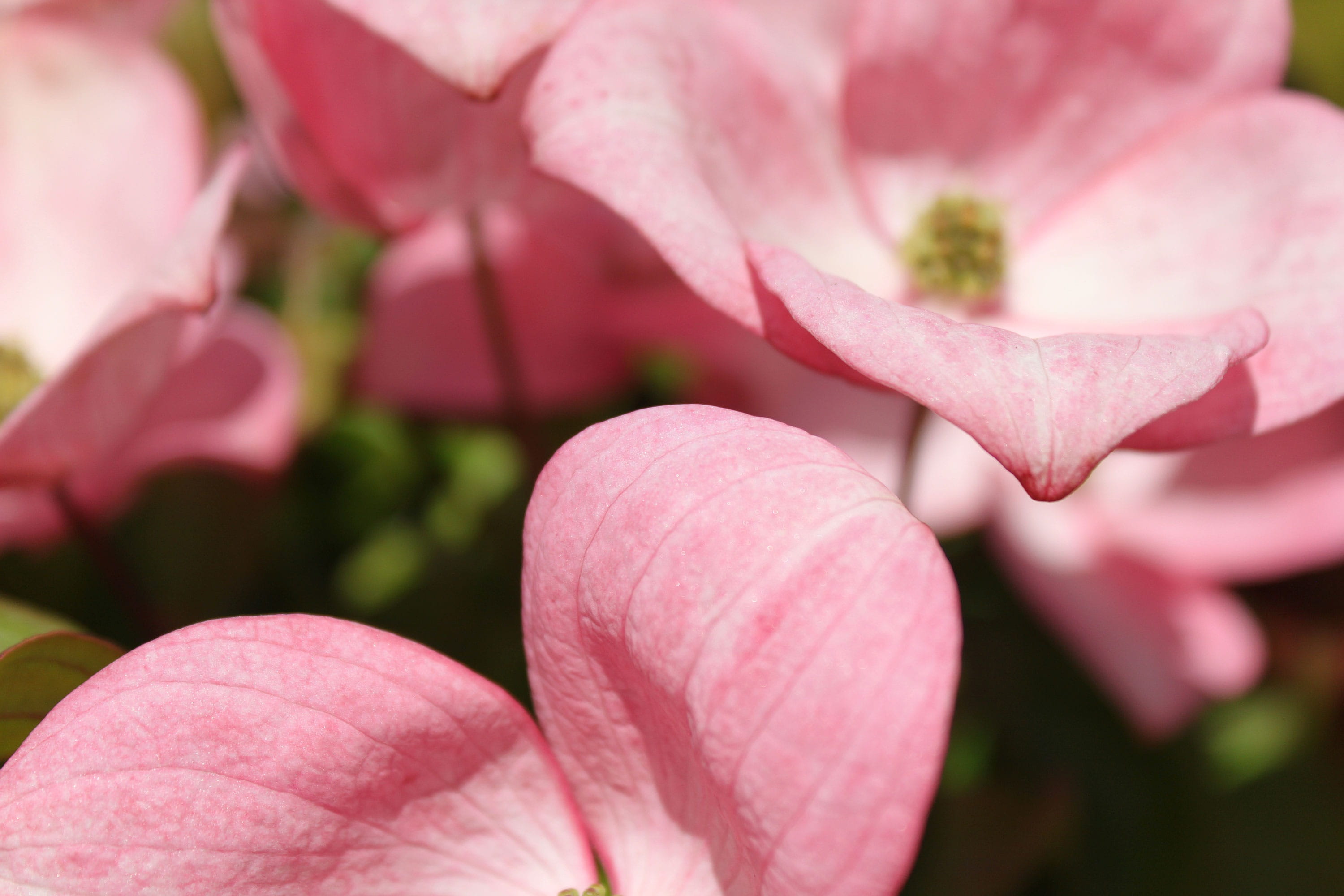 Dogwood, backgrounds, growth, freshness, inflorescence, petal, flowering plant, vulnerability, soft focus, beauty in nature, fragility, 2K, pink color, HD Wallpaper