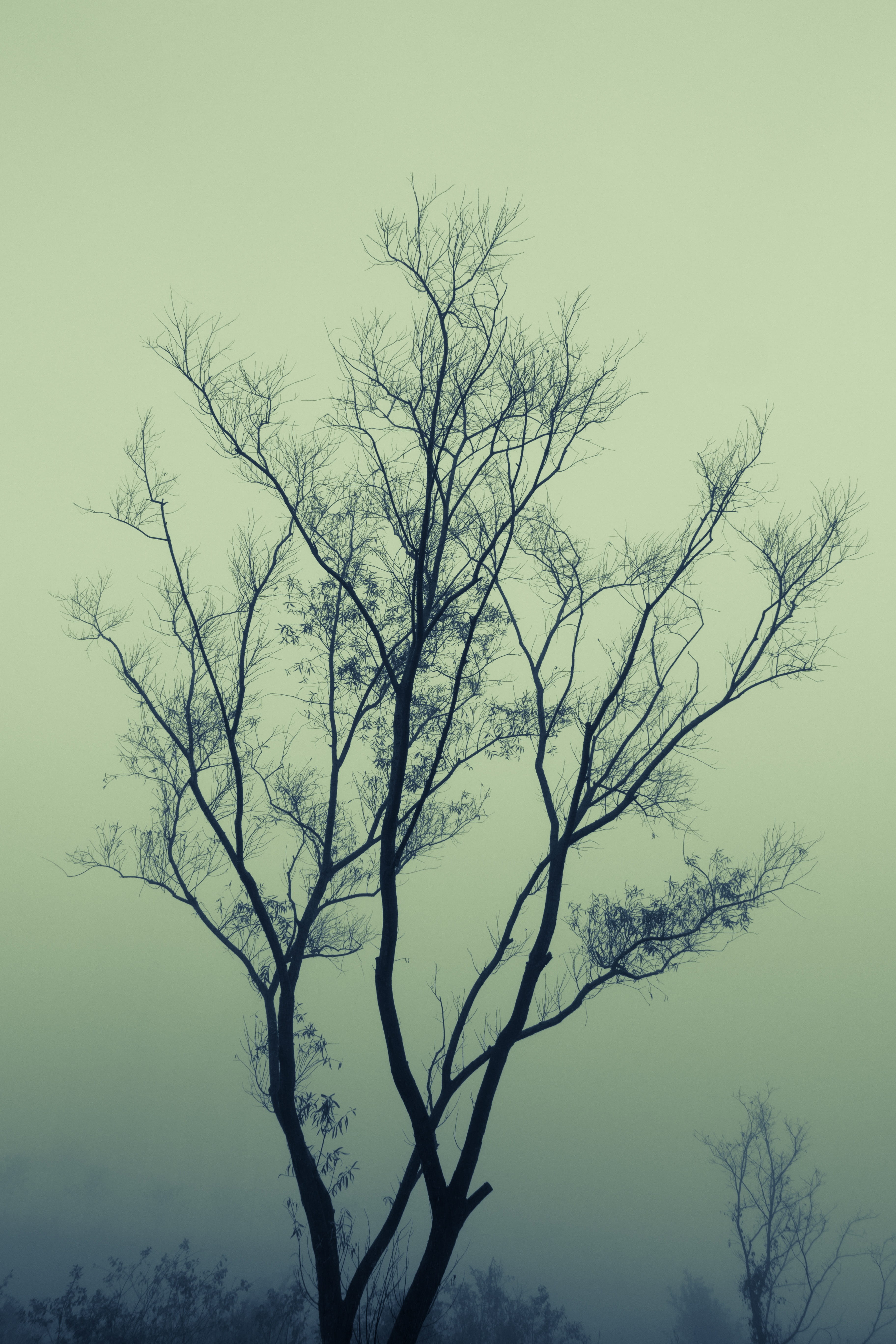 silhouette, bare tree, scenics - nature, tranquil scene, fog, woody plant, tree trunk, mist, outdoors, isolated, beauty in nature, environment, day, trunk, Phone HD Wallpaper