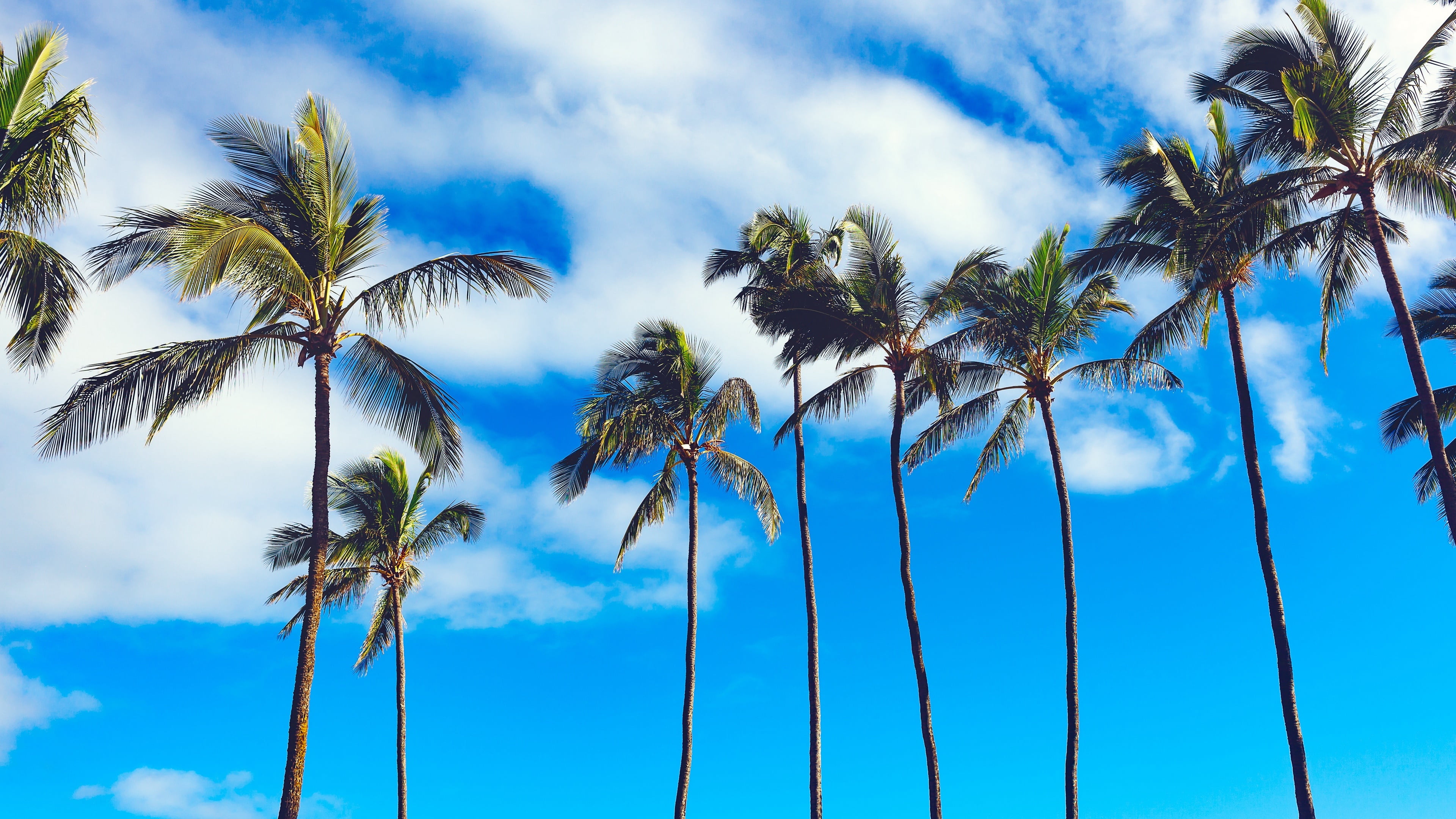 plant, woody plant, tree trunk, blue, tranquility, sky, coconut, 4K, low angle view, nature, palm leaf, beauty in nature, palm tree, growth, tree, trunk, HD Wallpaper