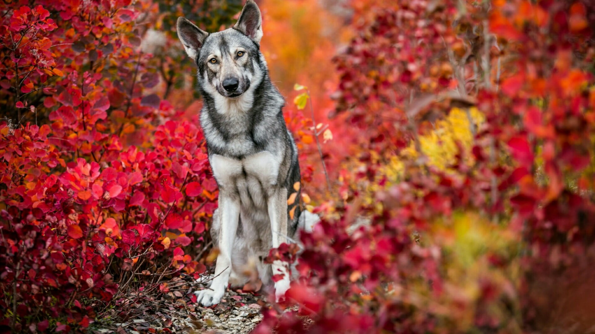 portrait, wolfdog, plant part, canine, looking at camera, animal wildlife, animal themes, outdoors, woodland, plant, dog, red leaves, change, no people, HD Wallpaper