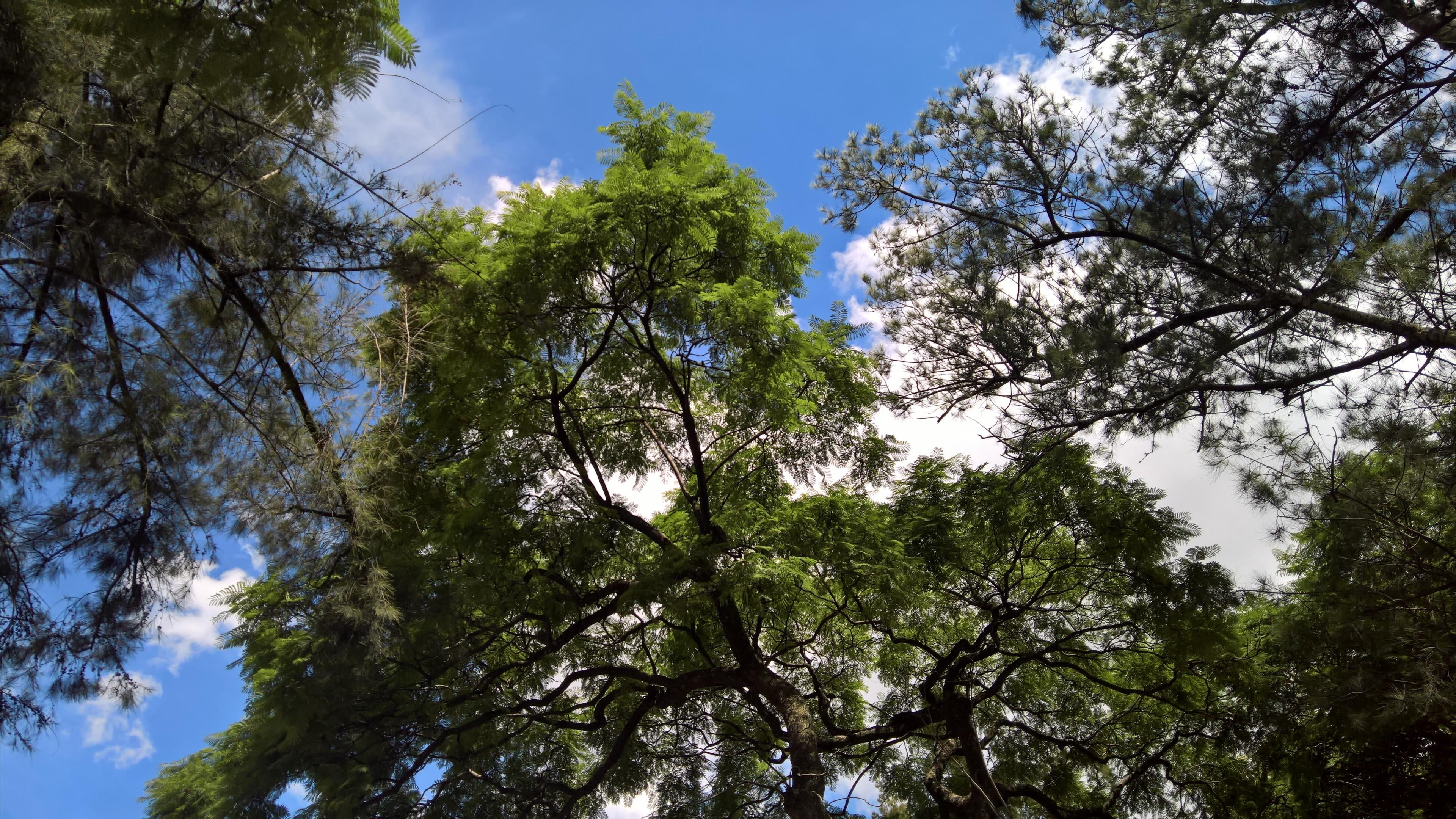 growth, sunlight, vegetation, land, tree, plant, daytime, cloud, non-urban scene, tree canopy, woody plant, woodland, branch, beauty in nature, tranquility, HD Wallpaper