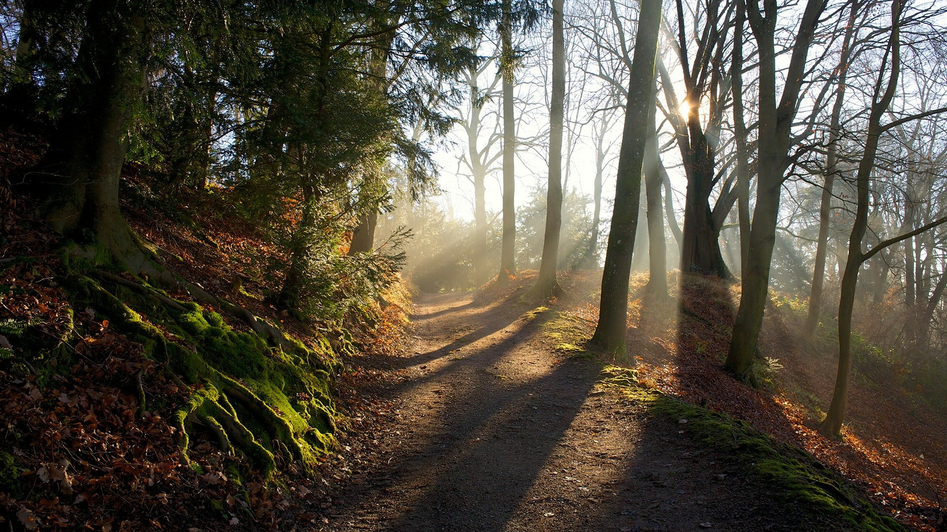 outdoors, tranquility, wilderness, tranquil scene, autumn, streaming, path, footpath, light, road, morning, scenics - nature, woodland, no people, sunlight, HD Wallpaper