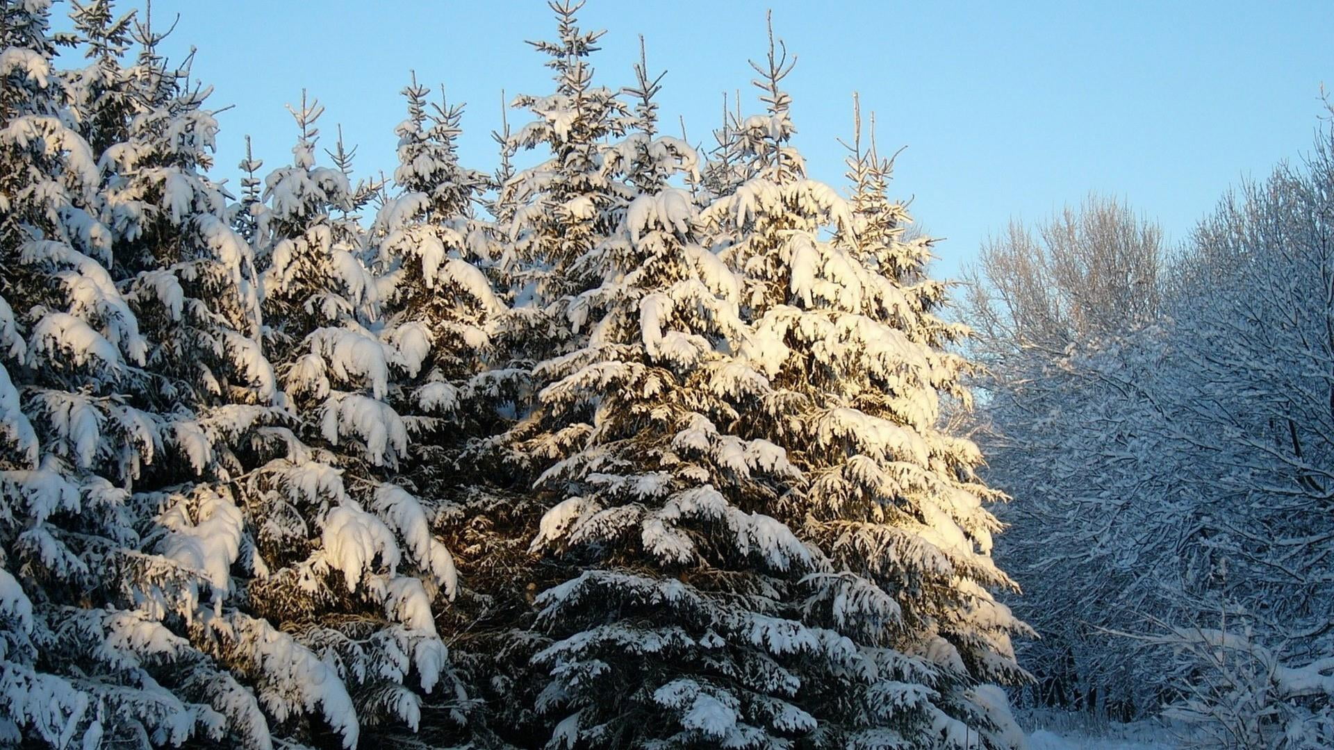 1080P, cold temperature, pine tree, land, covering, non-urban scene, freezing, sunlight, beauty in nature, forest, tranquility, tree, plant, frost, woody plant, HD Wallpaper
