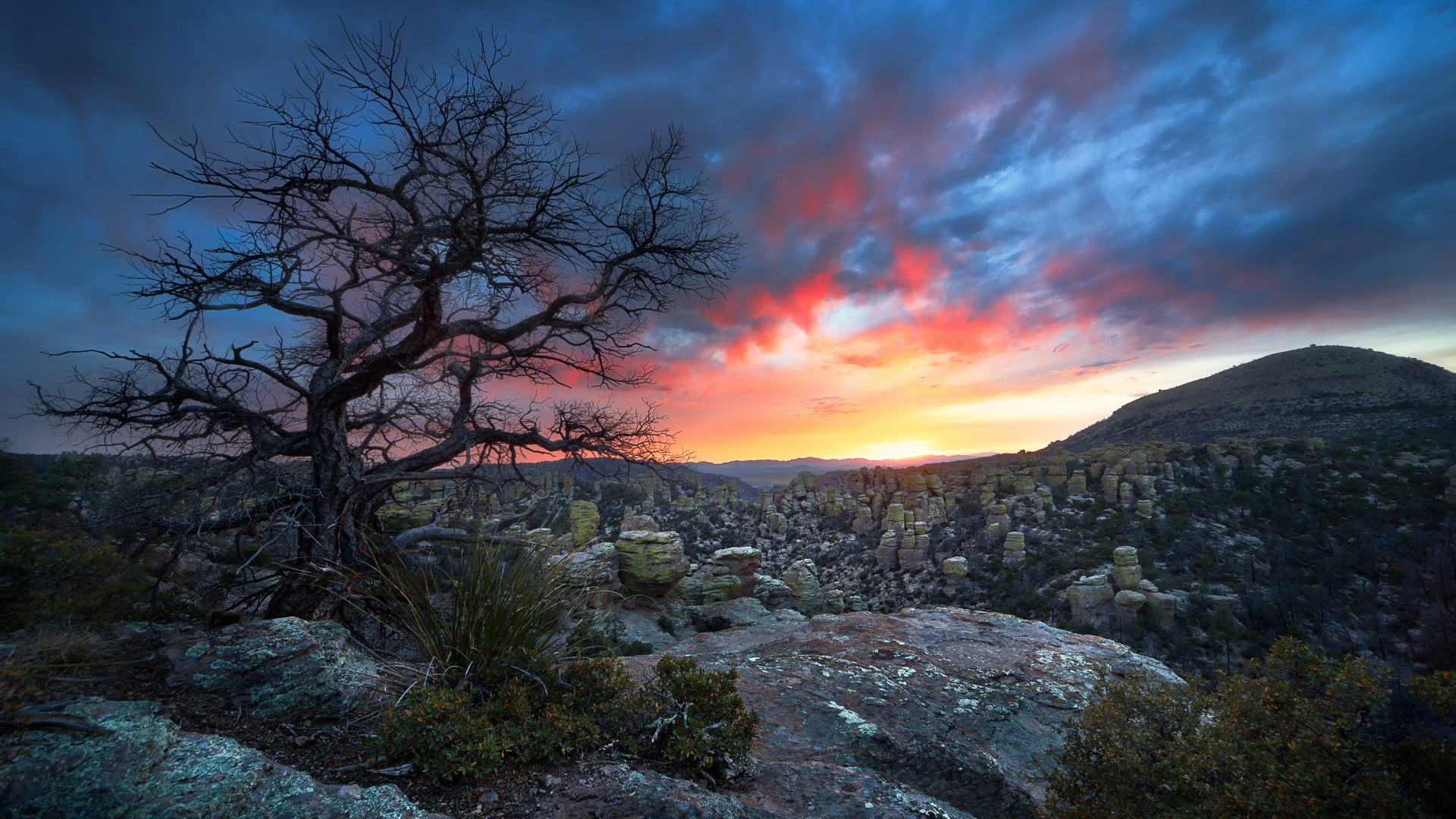 environment, lonely tree, tree, beauty in nature, mountain, rock - object, wilderness, landscape photography, mountain peak, rock, woody plant, land, sunset, HD Wallpaper