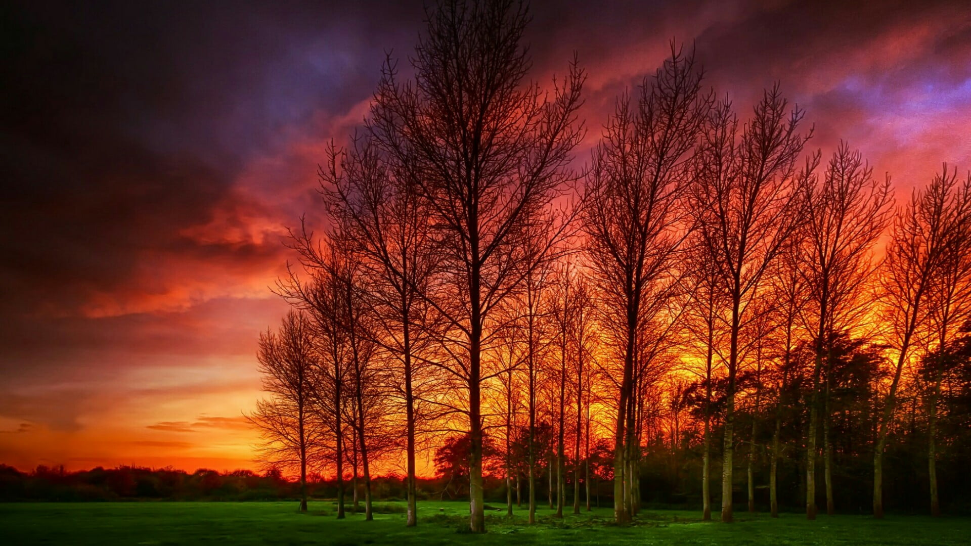 silhouette, landscape, sunset, red sky, branch, autumn, cloud - sky, environment, woody plant, plant, grass, idyllic, scenics - nature, tree, beauty in nature, HD Wallpaper