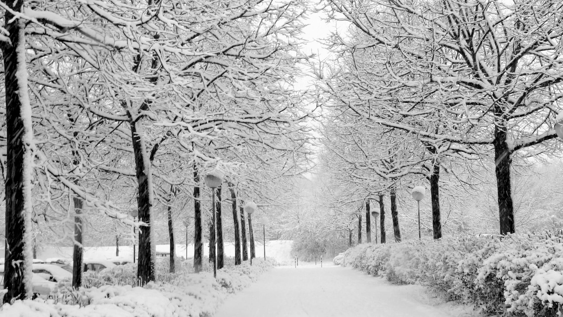 snow, plant, outdoors, cold temperature, monochrome photography, tree, woody plant, tree trunk, scenics - nature, the way forward, direction, no people, HD Wallpaper