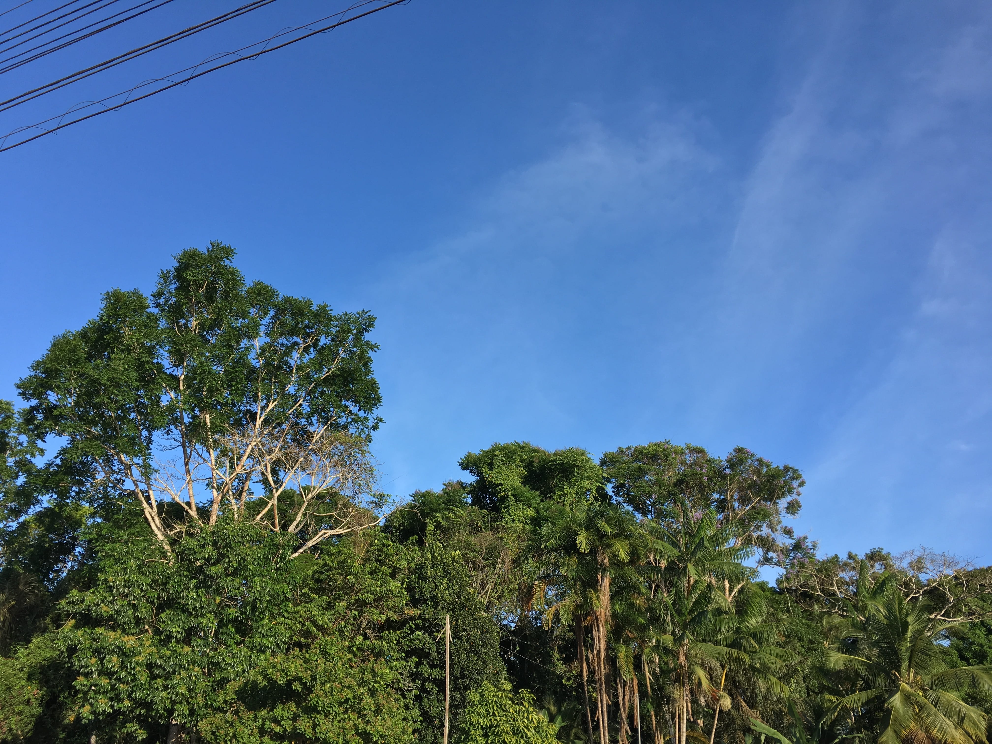 plant, nova timboteua, tranquility, power lines, tranquil scene, woody, day, nature, tree, environment, scenics - nature, outdoors, transportation, av. barão do rio branco, HD Wallpaper