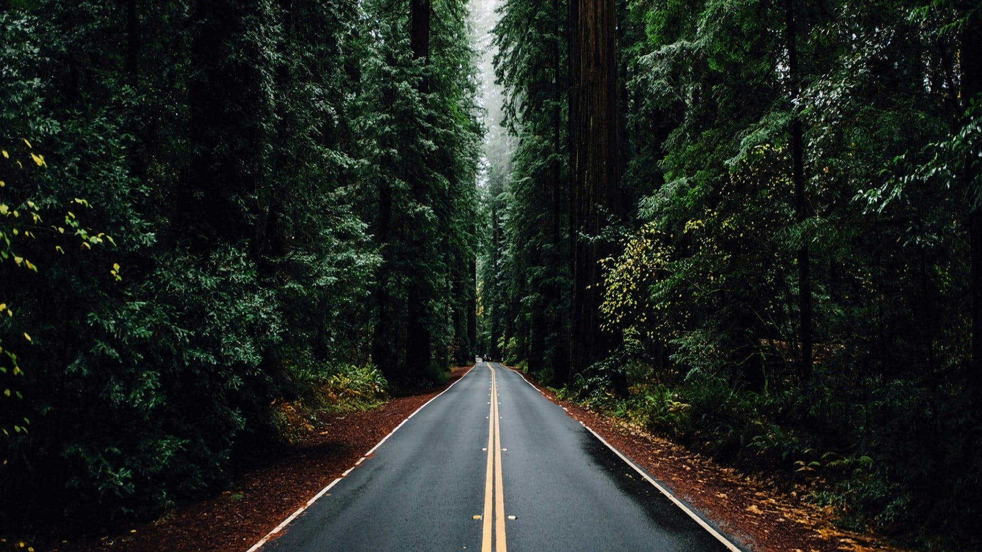 nature, woody plant, sign, direction, tree, empty road, long, symbol, no people, growth, country road, the way forward, lane, transportation, dividing line, HD Wallpaper