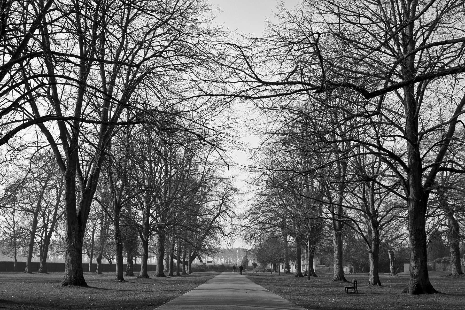 stems, sunny, nature, sky, black and white, wooden, walkway, tree, trunk, tree canopy, tranquility, trees, gardens, day, woods, outdoors, vanishing point, HD Wallpaper