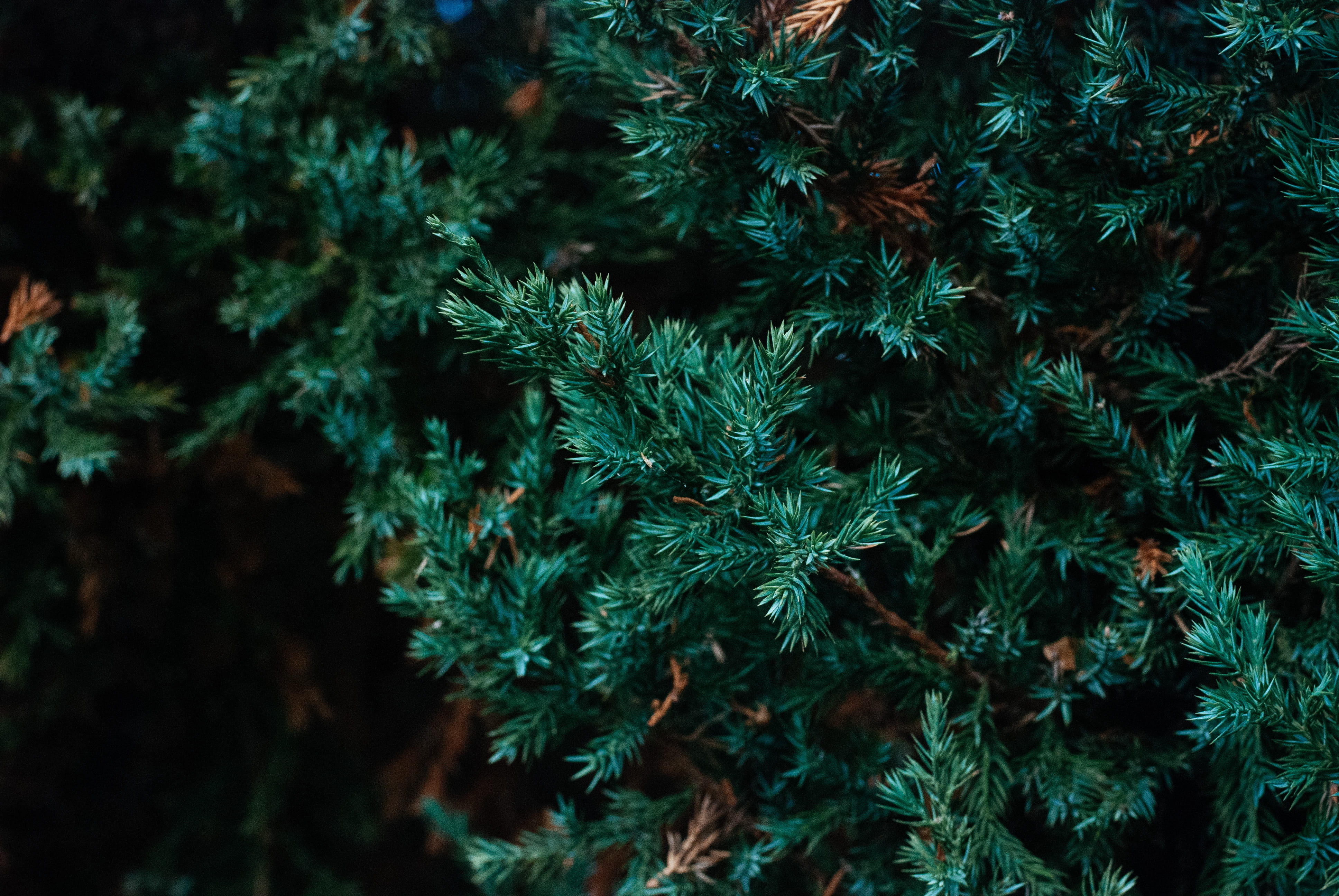 autumn, close-up, growth, trees, fall, forest, linköping, leaf, texture, green, fir, tranquility, backgrounds, coniferous tree, beauty in nature, HD Wallpaper
