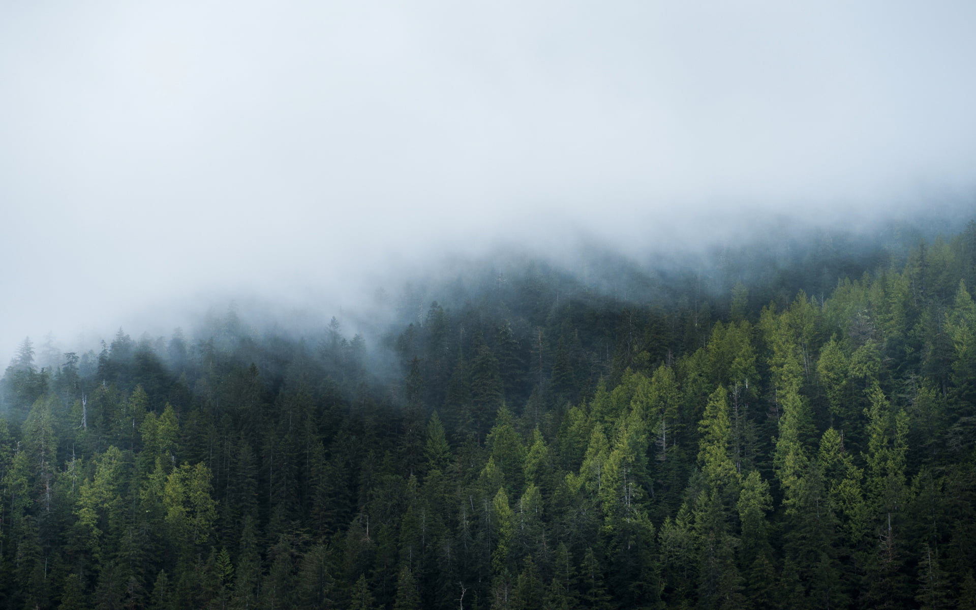 day, green Color, spruce Tree, tranquil Scene, land, evergreen Tree, sky, non-Urban Scene, windows, leafed, mist, cloud - Sky, hill, green, nature, pine Tree, HD Wallpaper