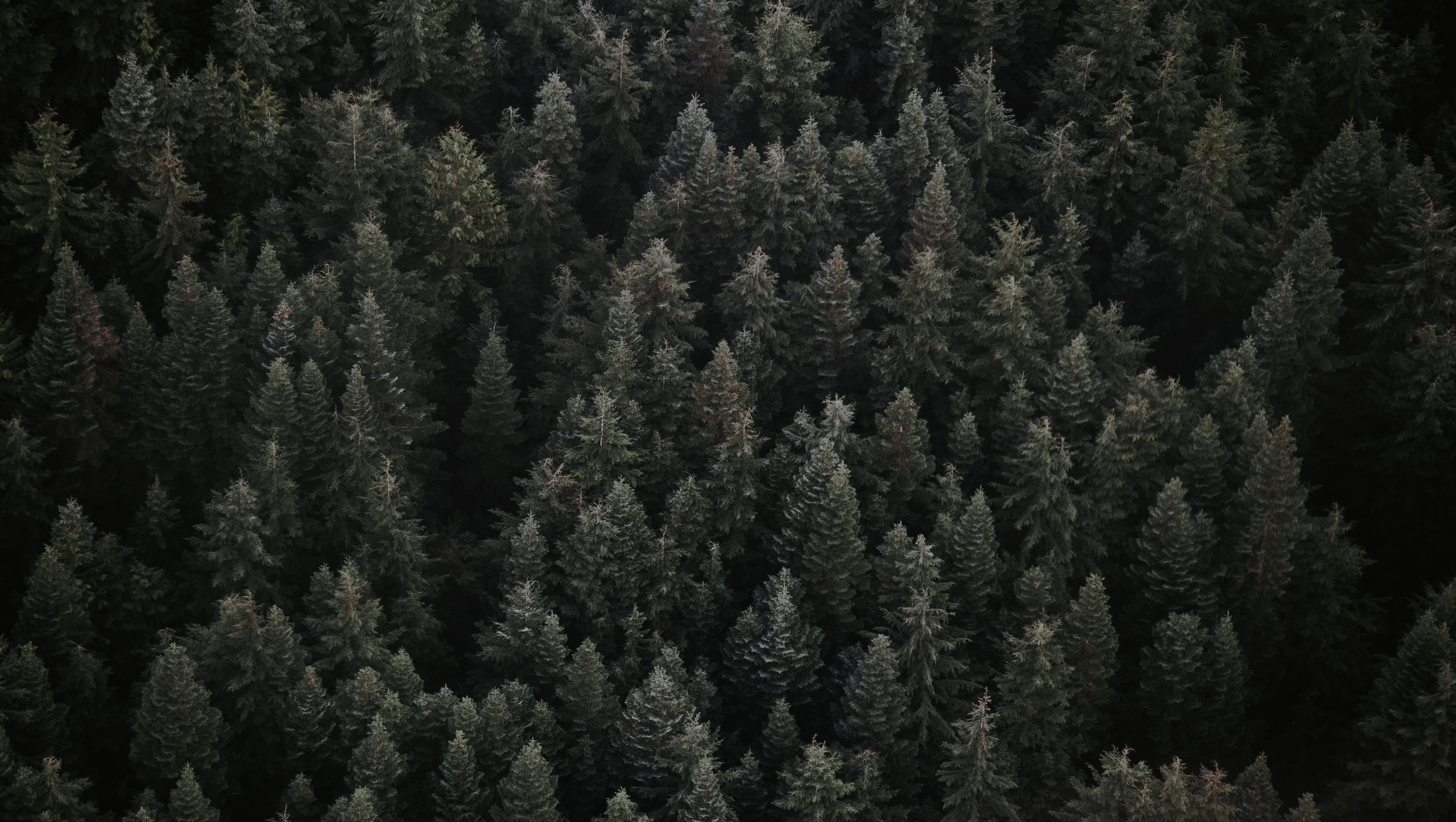 white, pine Tree, land, forest, non-Urban Scene, day, outdoors, tranquility, spruce Tree, snow, pine, fir Tree, tranquil Scene, season, wilderness Area, HD Wallpaper
