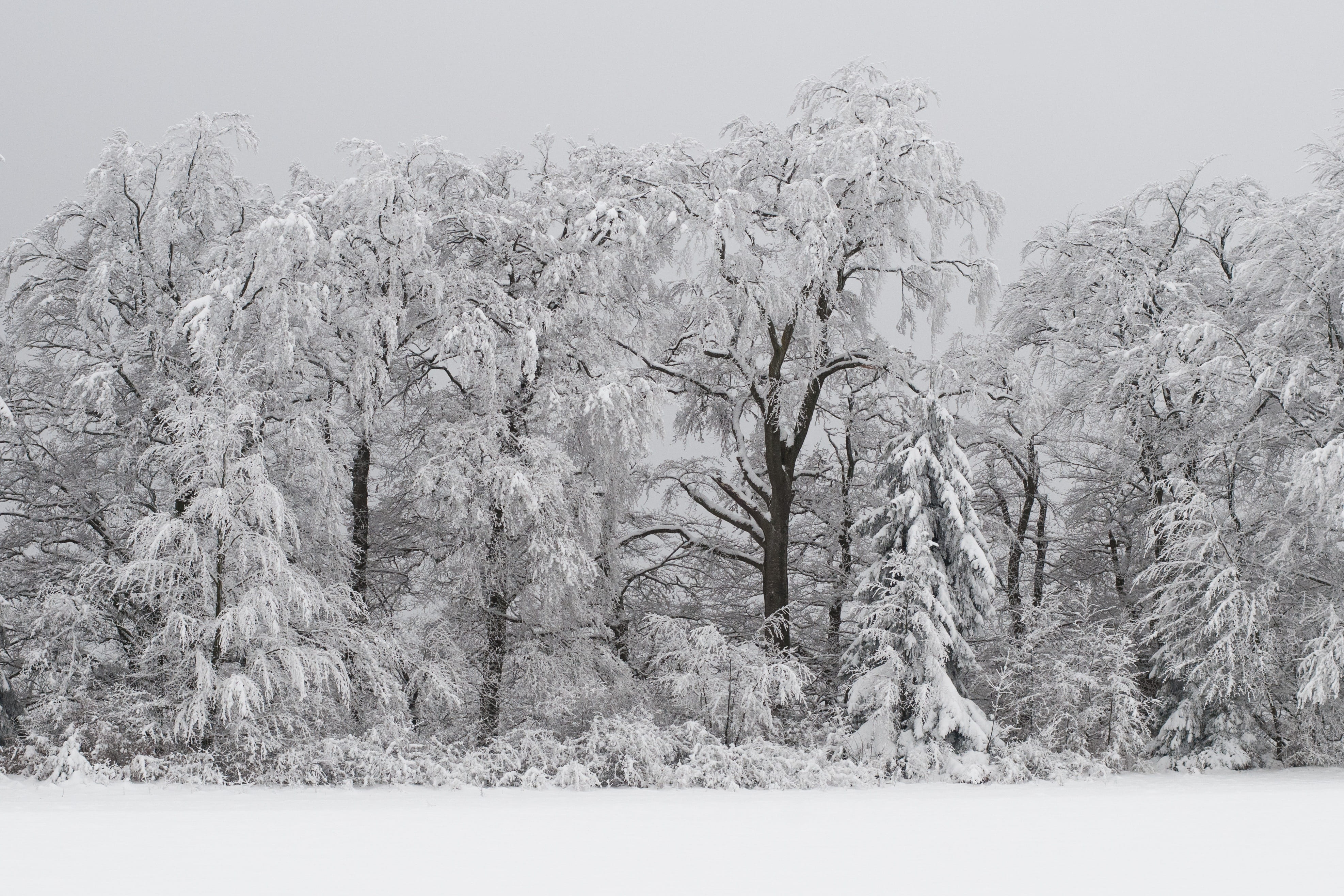 season, branch, non-Urban Scene, scenics - nature, tranquility, cold temperature, landscapes, tree, woodland, field, snowfield, snow, land, Snowy, frozen, HD Wallpaper