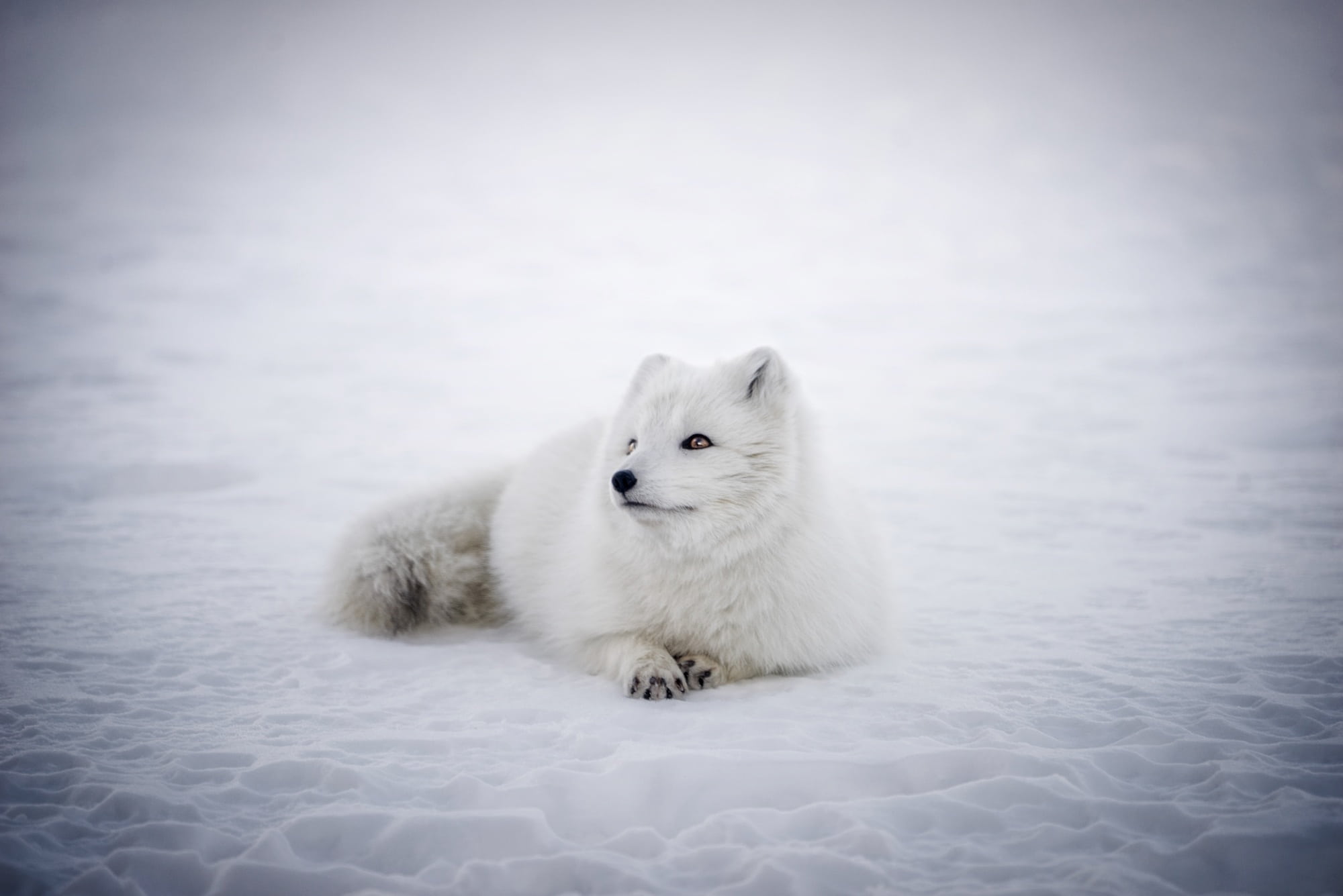 outdoors, one animal, portrait, wildlife, no people, nature, frozen, snow, winter, iceland, animal themes, cute, white color, 1080P, day, vertebrate, animal wildlife, HD Wallpaper