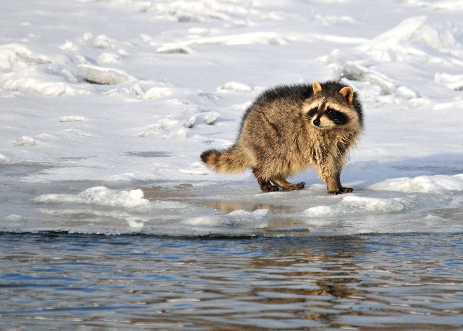 no people, water, day, survival, head, cute, small, mask, animal themes, nature, snowfield, hunting, outdoors, one animal, animal wildlife, looking, wildlife, HD Wallpaper