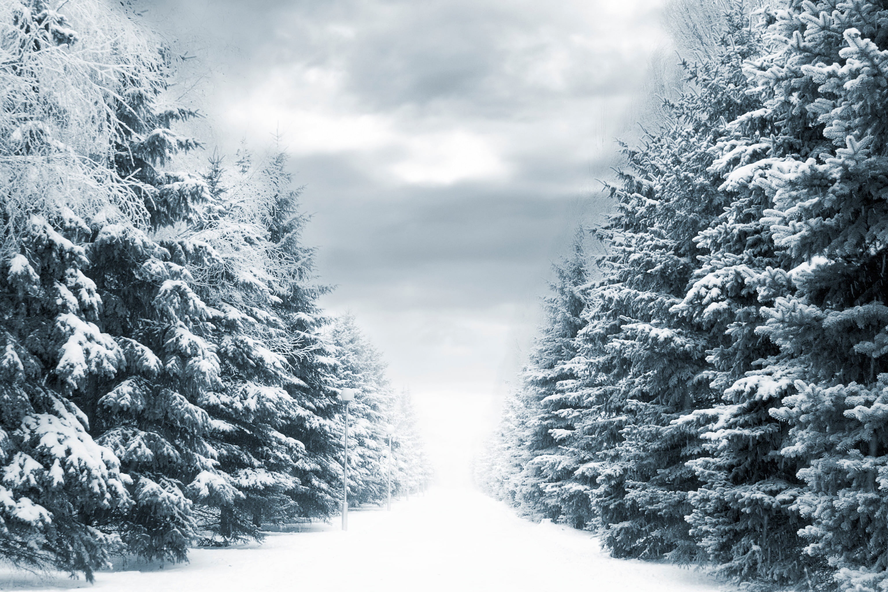 tranquility, Winter way, forest, cloud - Sky, january, snow, spruce Tree, woodland, coniferous Tree, ice, lights, sky, winter, snowfield, weather, cold temperature, HD Wallpaper