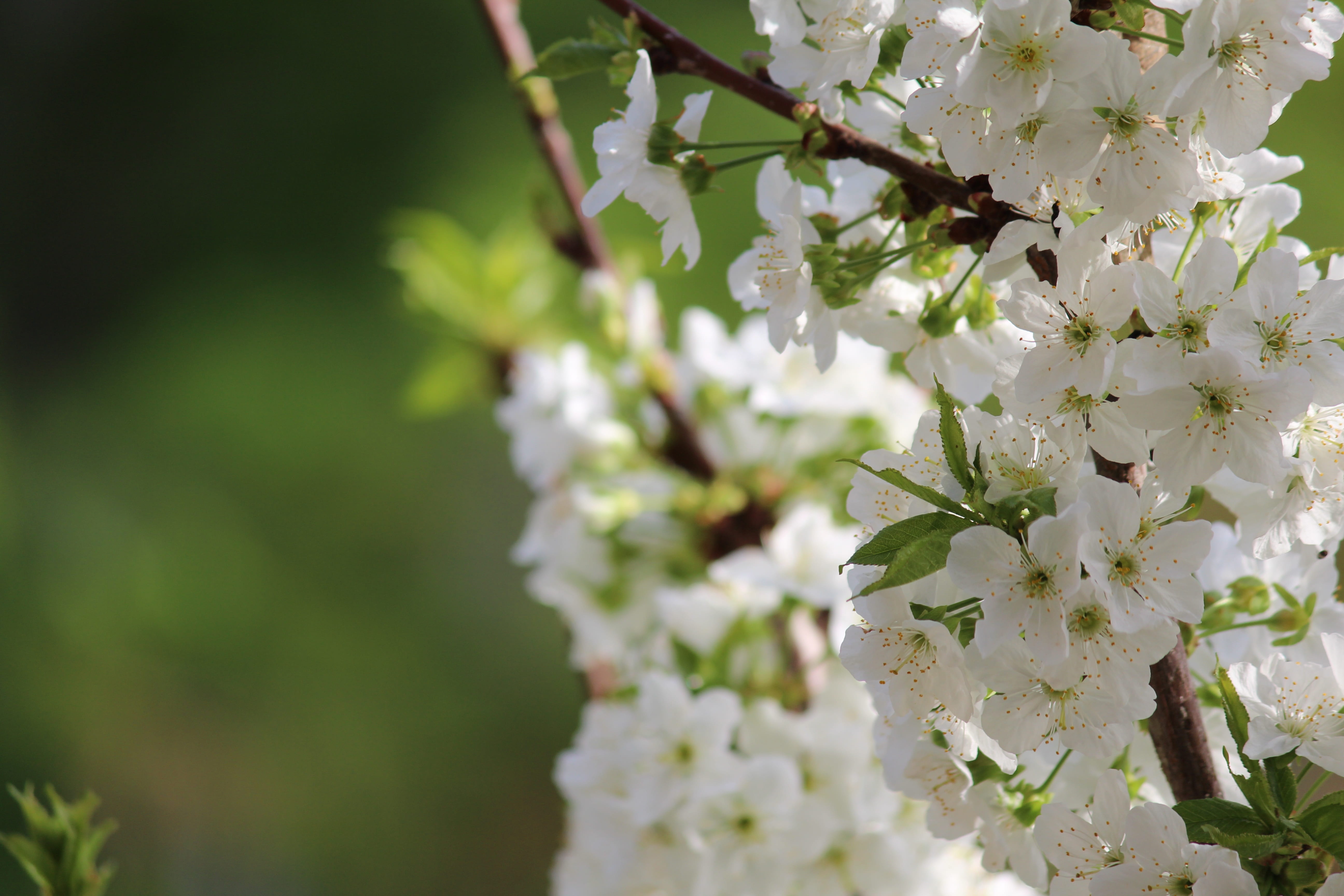 berry, branch, forest, cold, temperate climate, summer, blossom, uzbekistan, white flowers, beautiful, tenderness, bud, great, anitanola, white, tashkent, HD Wallpaper