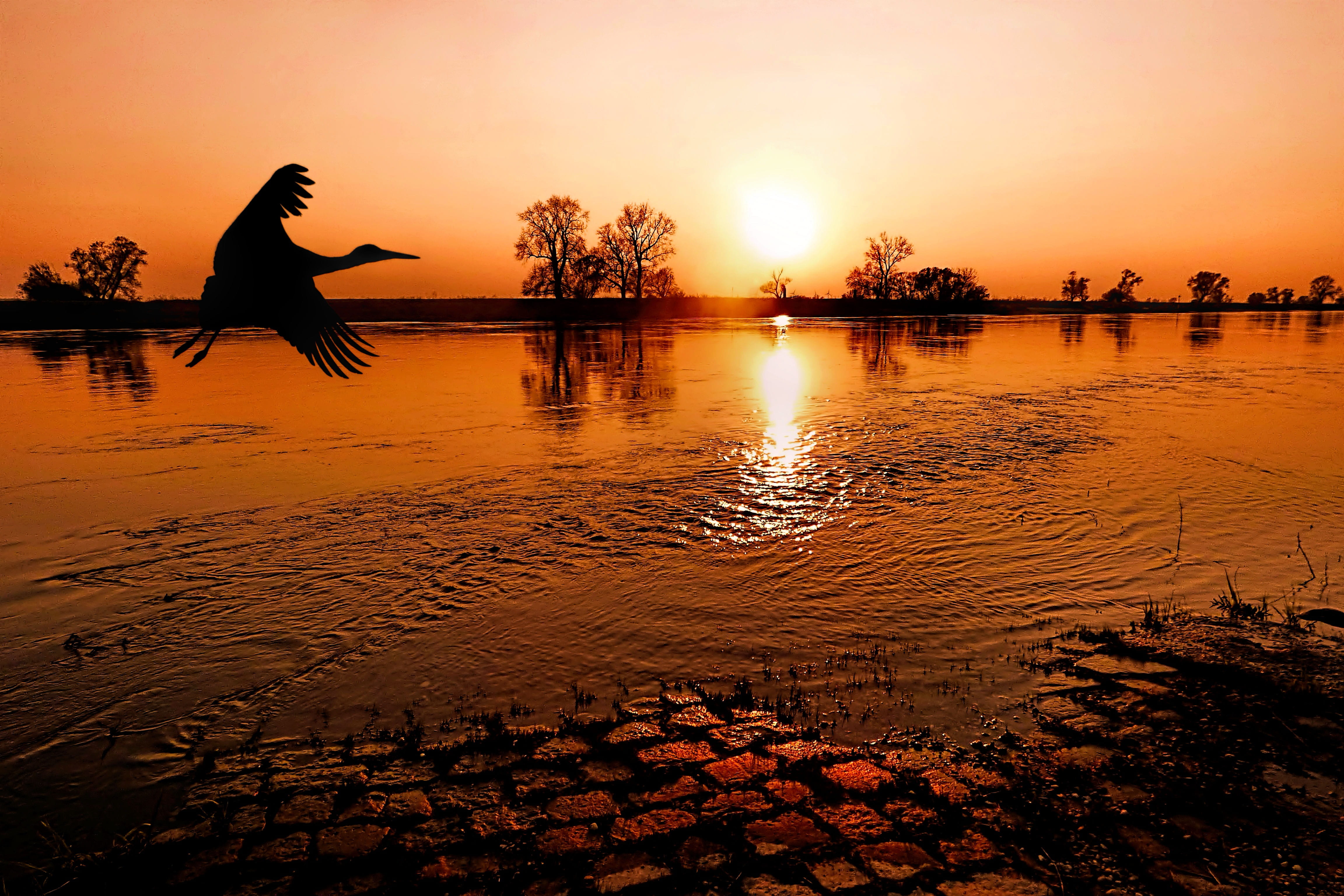 animal, sunset, 4K, animals in the wild, lifestyles, tranquility, the sky in the evening, beach, dusk, land, scenics - nature, water, mirroring, silhouette, HD Wallpaper