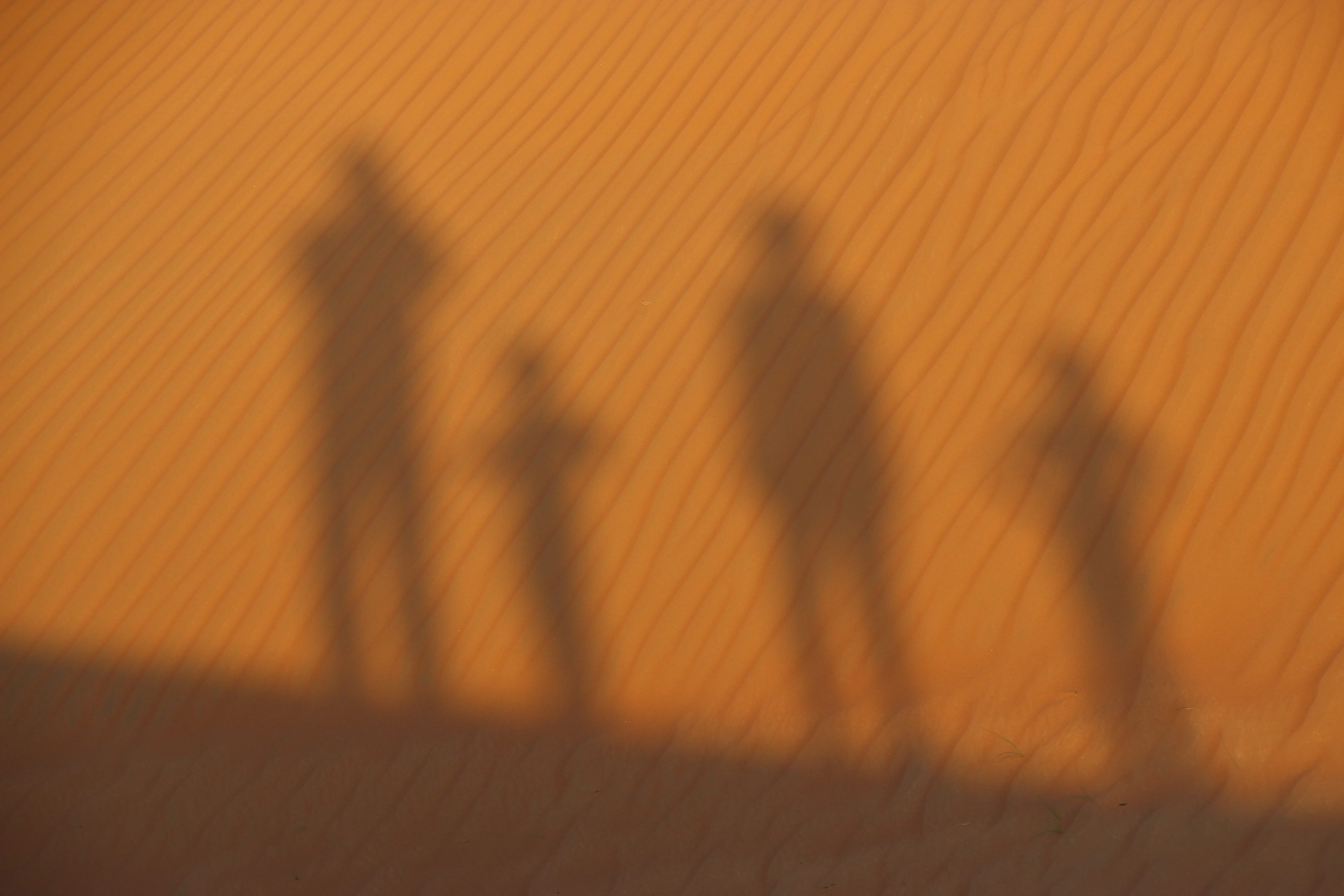 sand, unrecognizable person, sandy, desert, group of people, defocused, motion, men, adult, silhouette, social issues, people, family, silhuette, on the move, HD Wallpaper