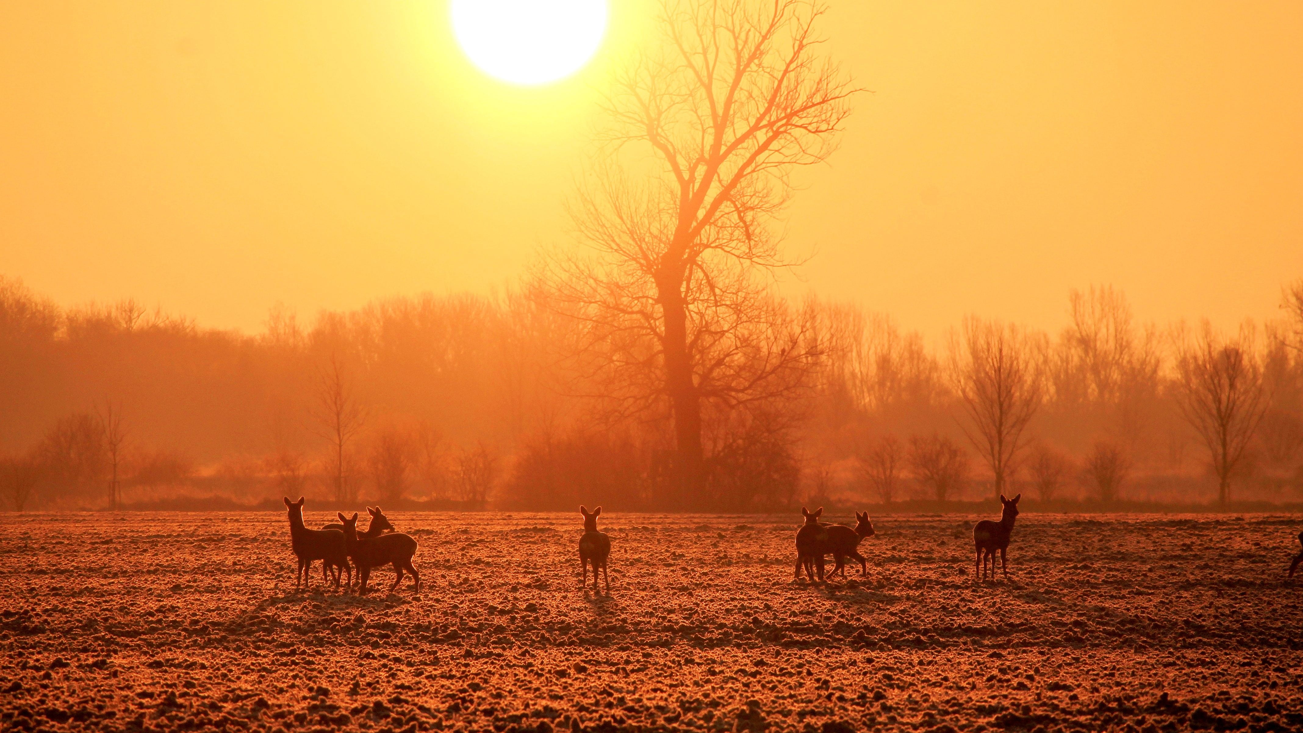 middle, animal wildlife, one animal, sunset, animals in the wild, silhuette, sky, sun, nature, outdoors, sunrise, golden, morgenstimmung, winter sunrise, HD Wallpaper