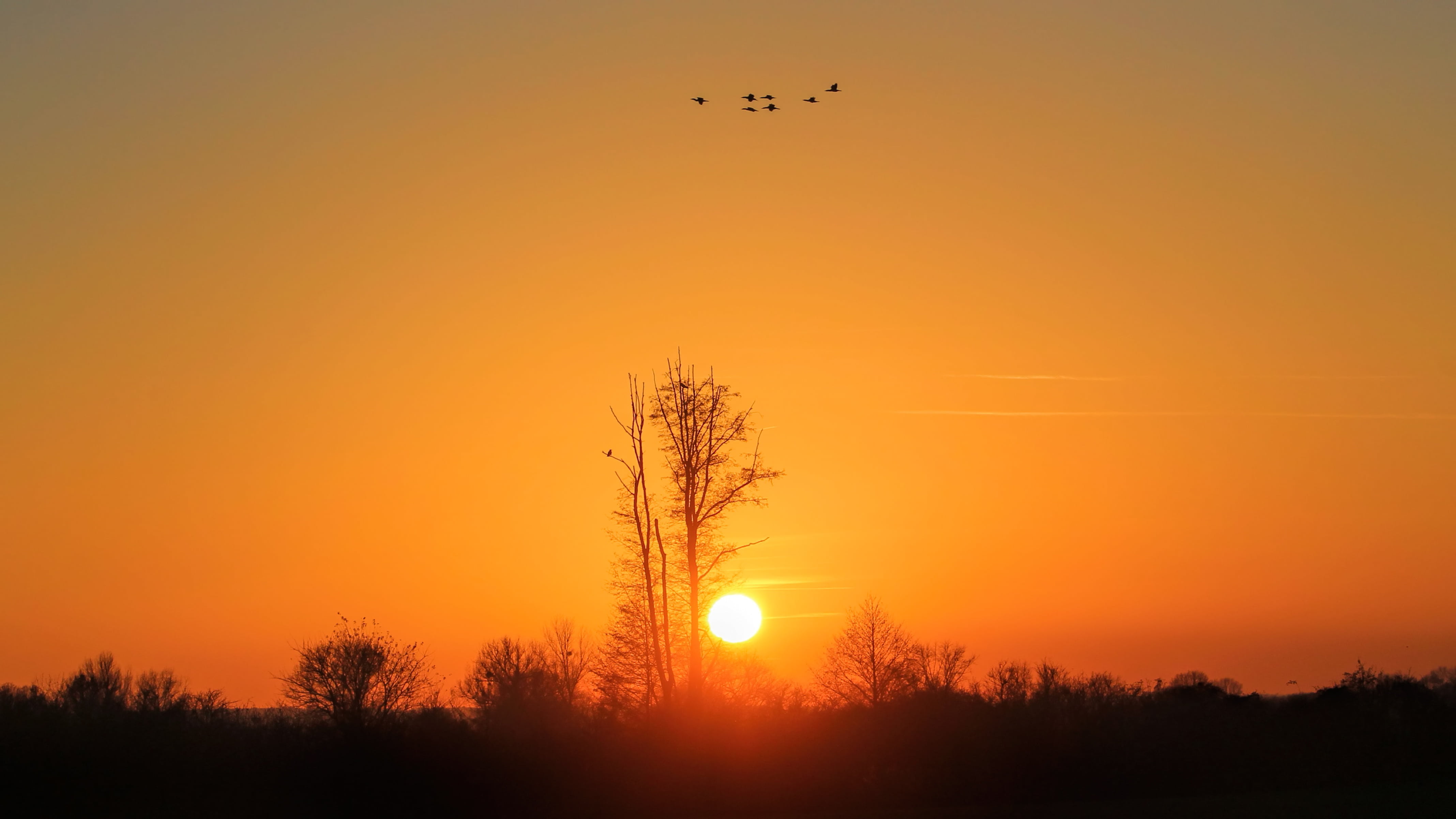 abendstimmung, no people, sky, animal, scenics - nature, landscape, clouds, evening sky, silhuette, trees, tree, orange color, nature, tranquility, prettin, HD Wallpaper