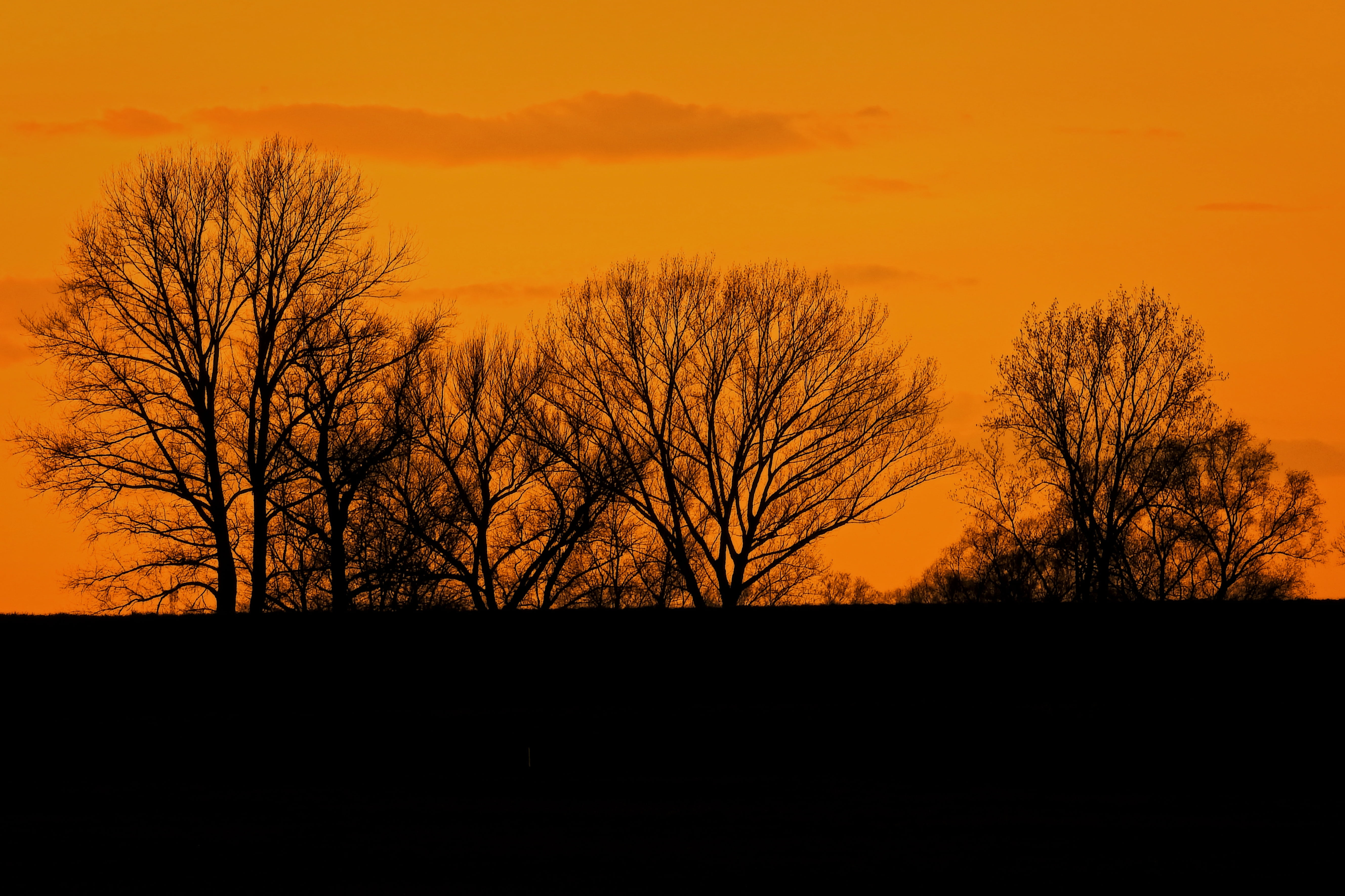 sky, outdoors, plant, tranquil scene, idyllic, sunset, dark, tranquility, no people, beauty in nature, abendstimmung, landscape, silhuette, tree, land, HD Wallpaper