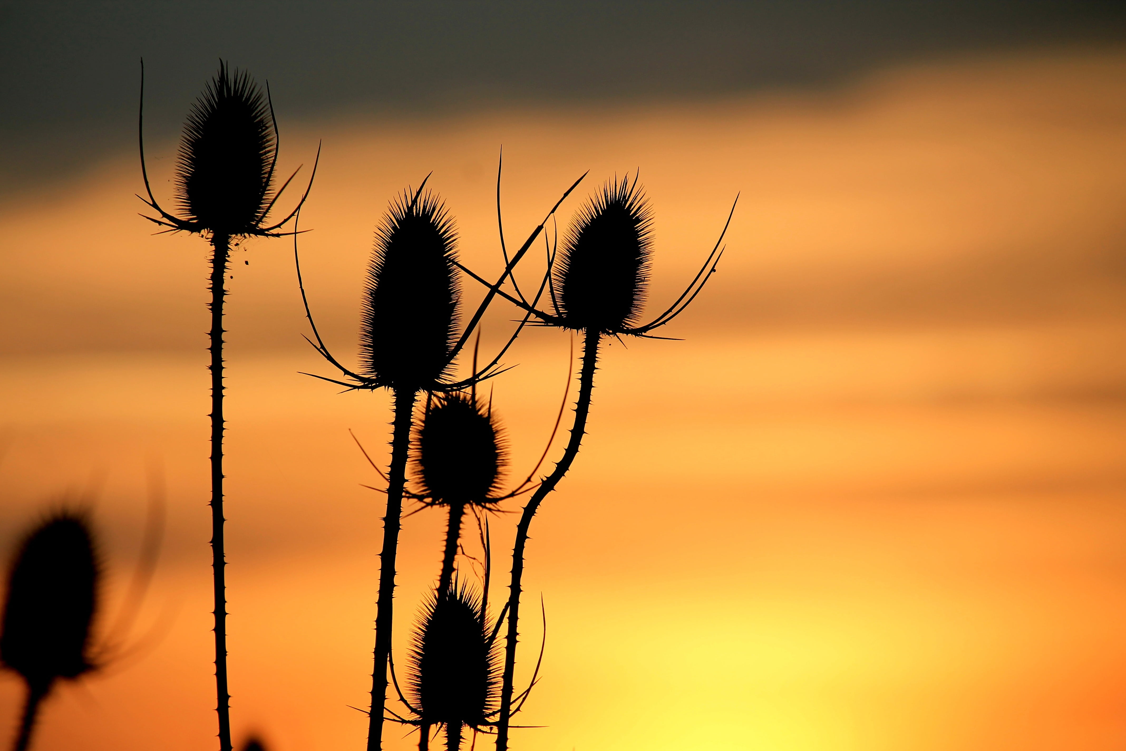 fragility, sky, plant stem, nature, sunset, focus on foreground, vulnerability, silhuette, insect, flowers, plant, thistle, close-up, elbaue, day, 4K, HD Wallpaper