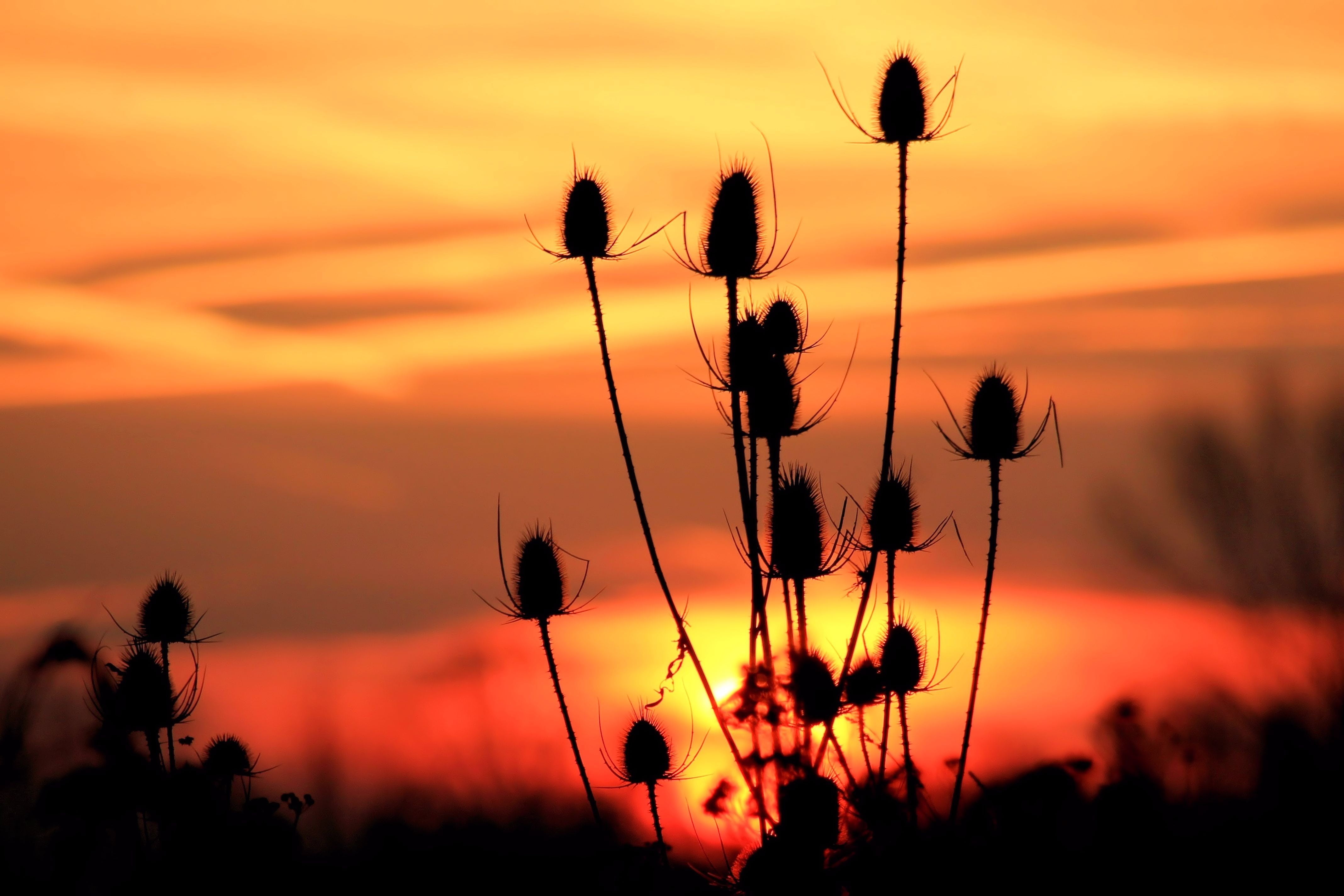 silhuette, sunset, focus on foreground, landscape, 4K, growth, wild teasel, romantic sky, no people, silhouette, mood, plant, dusk, sunrise, close-up, HD Wallpaper