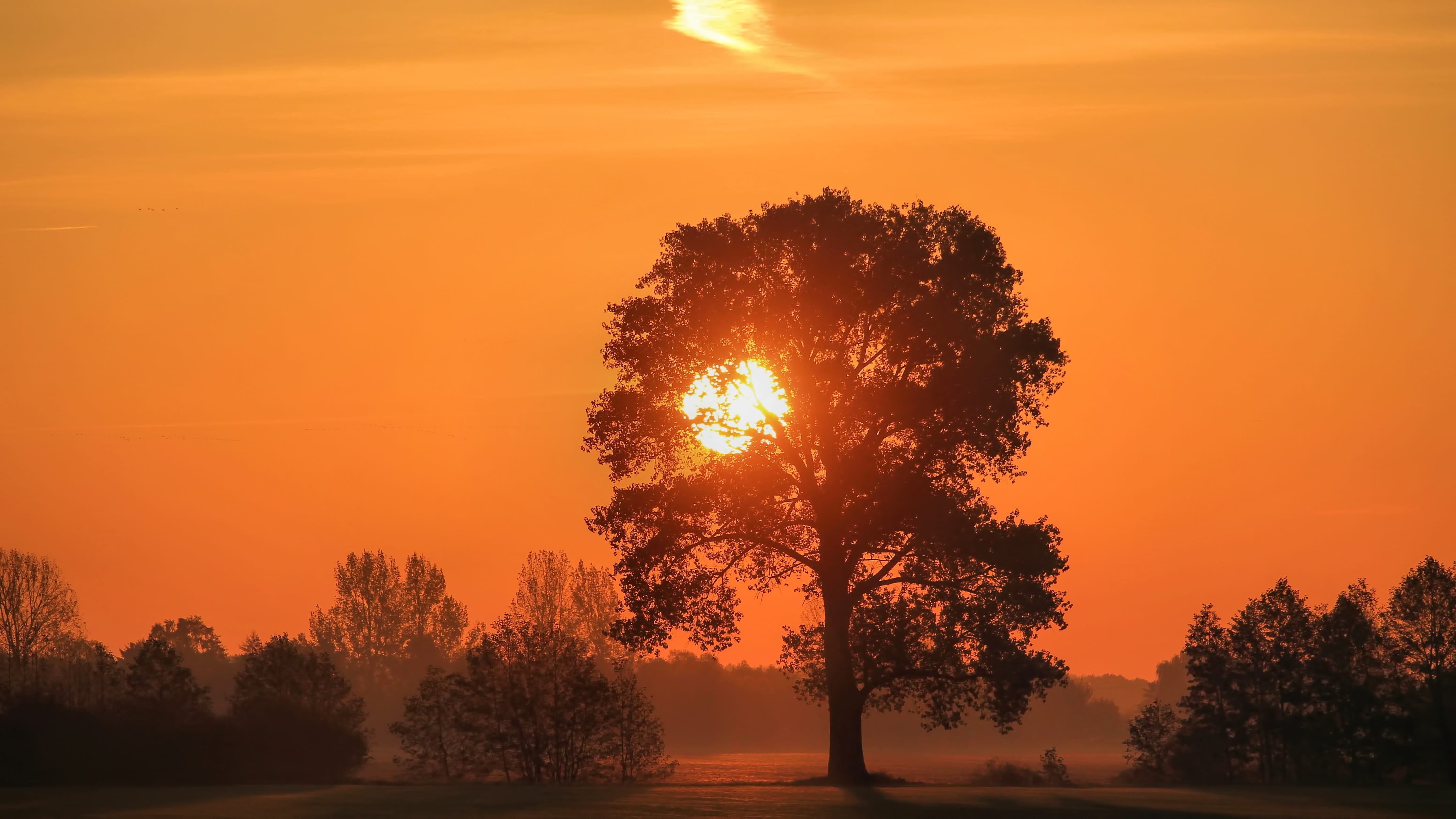 sky, trees, growth, scenics - nature, non-urban scene, clouds, tranquility, nature, field, plant, outdoors, twilight, 4K, tranquil scene, sunset, dusk, HD Wallpaper