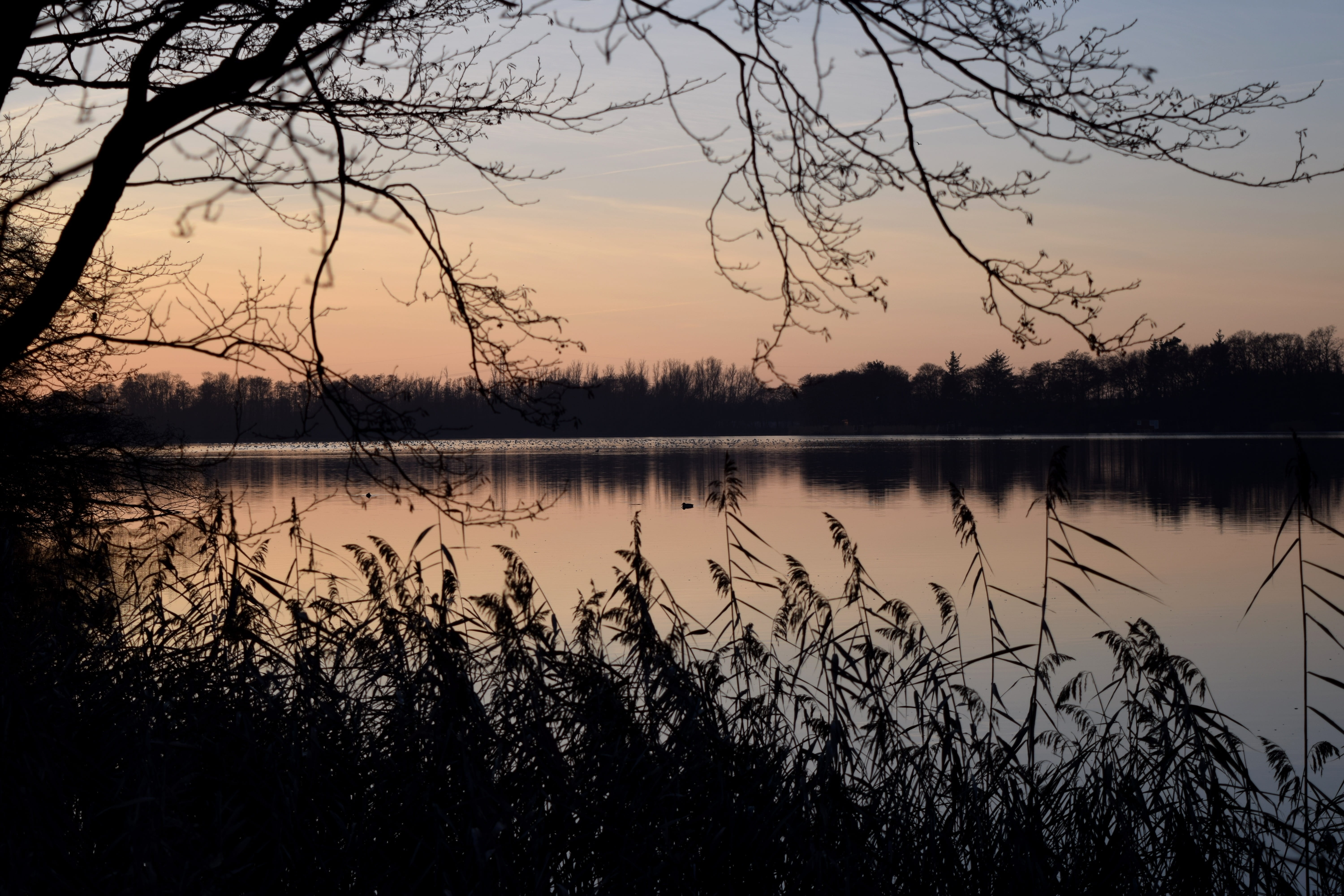 silent, reflection, dusk, 5K, beauty in nature, evening sky, romantic, tranquil scene, branch, tree, waters, water, lake, sunset, outdoors, nature, sky, HD Wallpaper