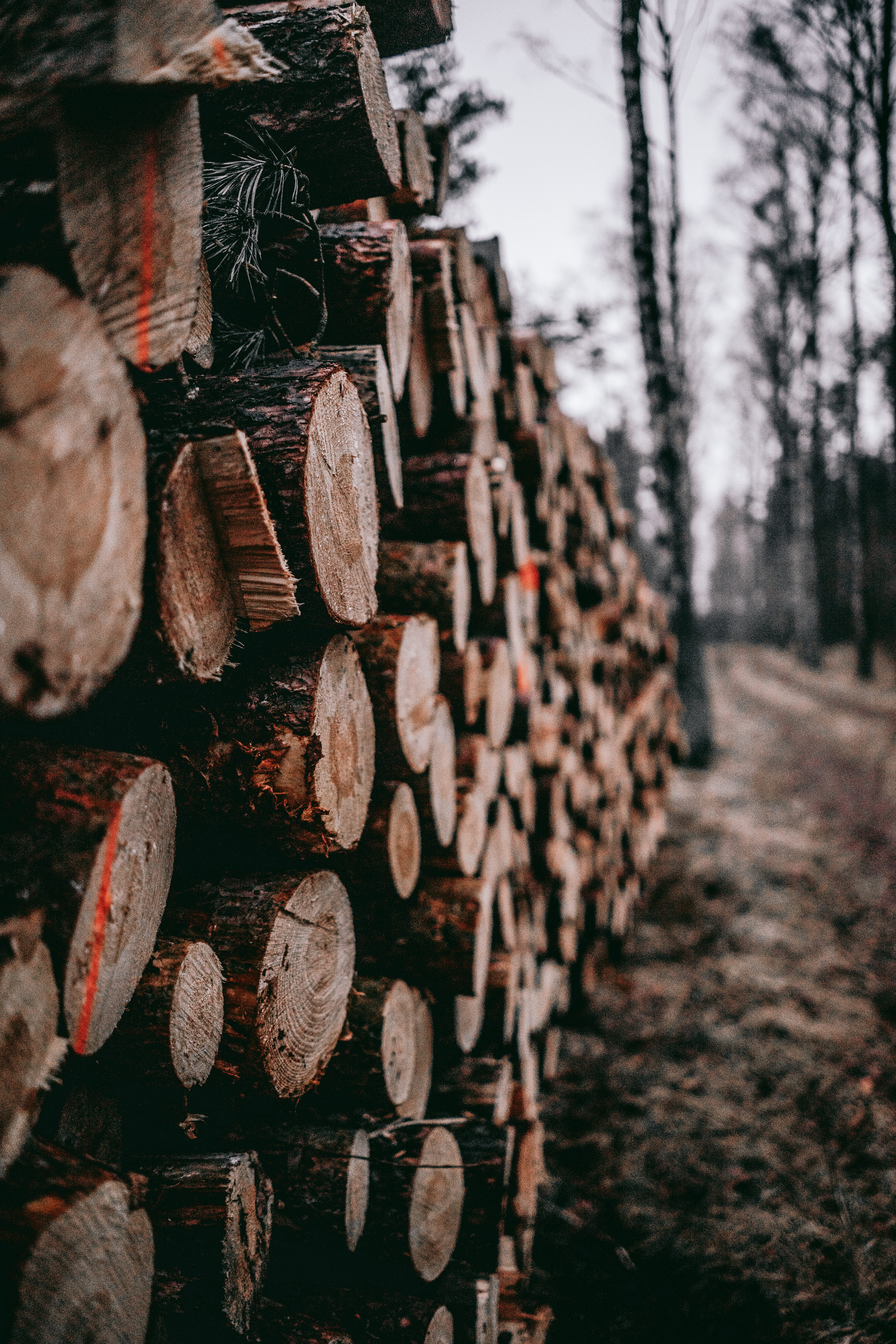 woodpile, land, day, bokeh, wood, log, wood - material, plant, winter, tree, large group of objects, lumber industry, stack, lot, cold, outside, hunt, selective focus, Phone HD Wallpaper
