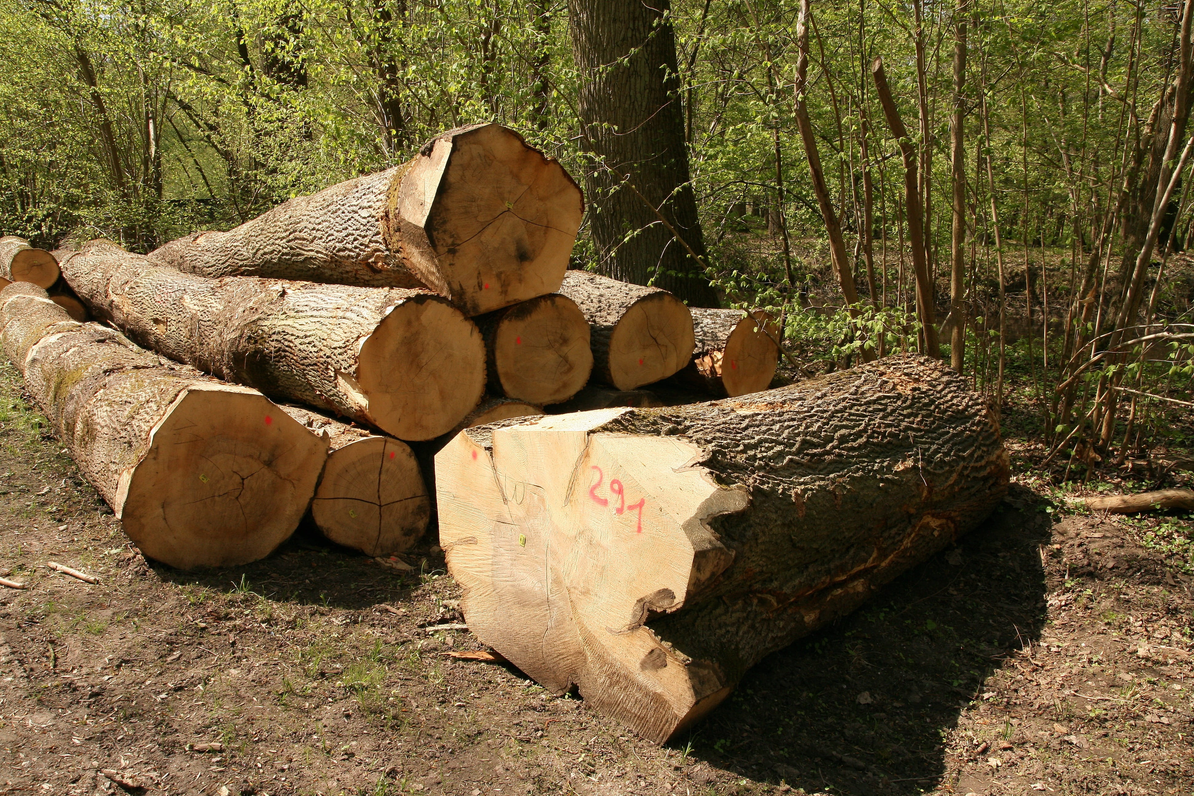 Wood, plant, tree, 4K, forestry, lumber industry, sawed off, log, tree wood, cut down, growing stock, land, forest path, nature, timberyard, woodland, HD Wallpaper