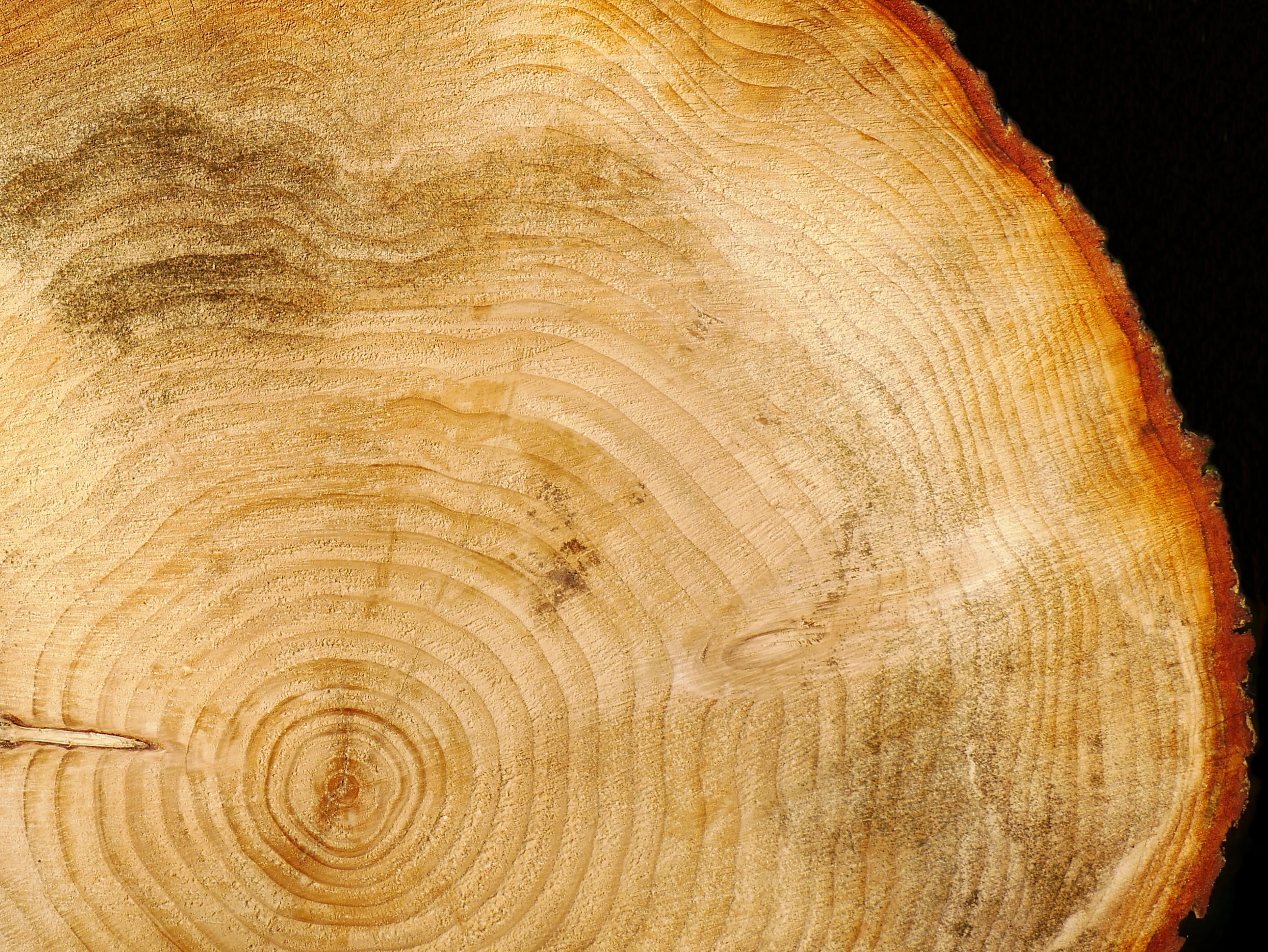 high angle view, wood, plant, material, background, backgrounds, forest, circle, tree Stump, 1080P, natural pattern, textured, structure, cross Section, HD Wallpaper